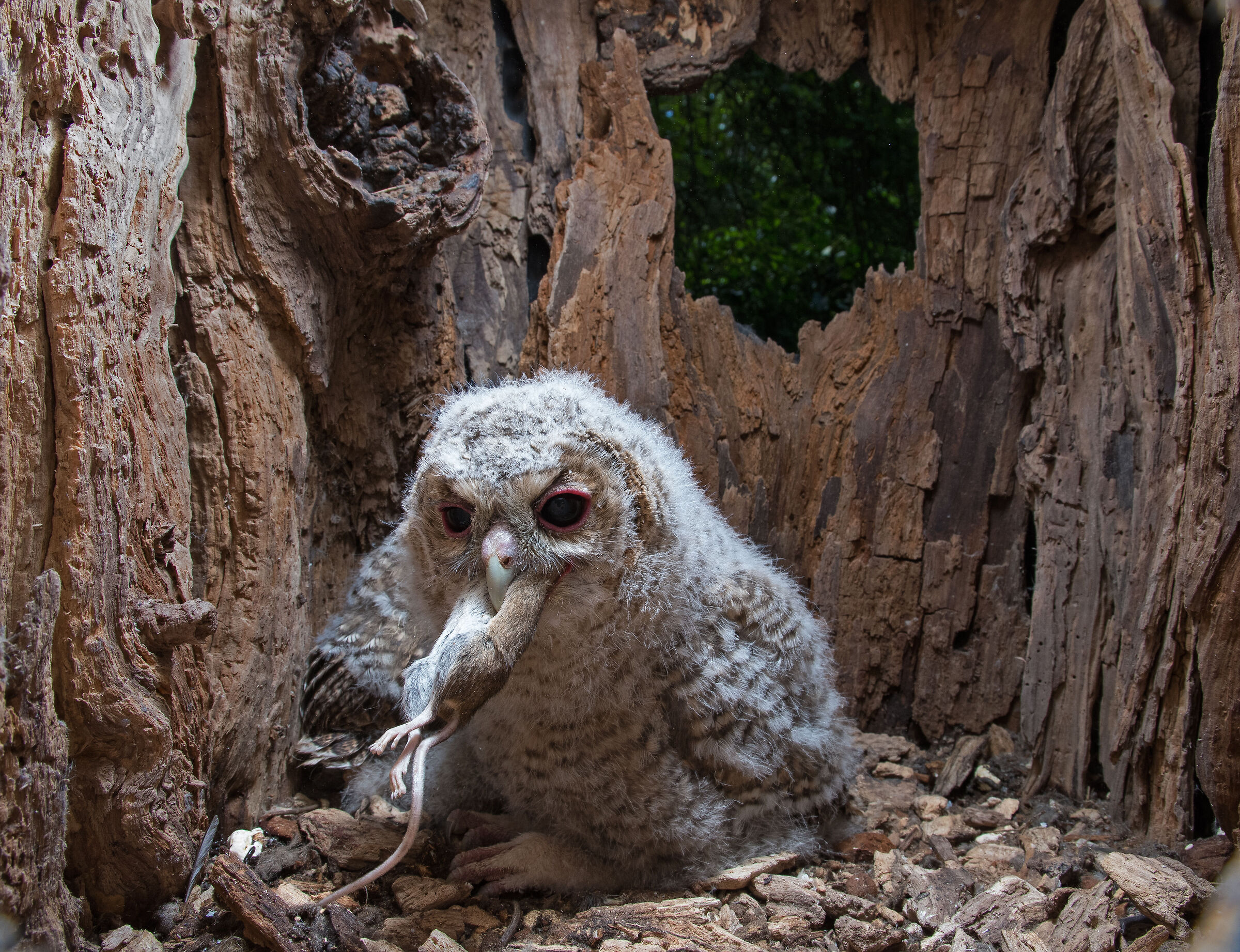 Young barnowls