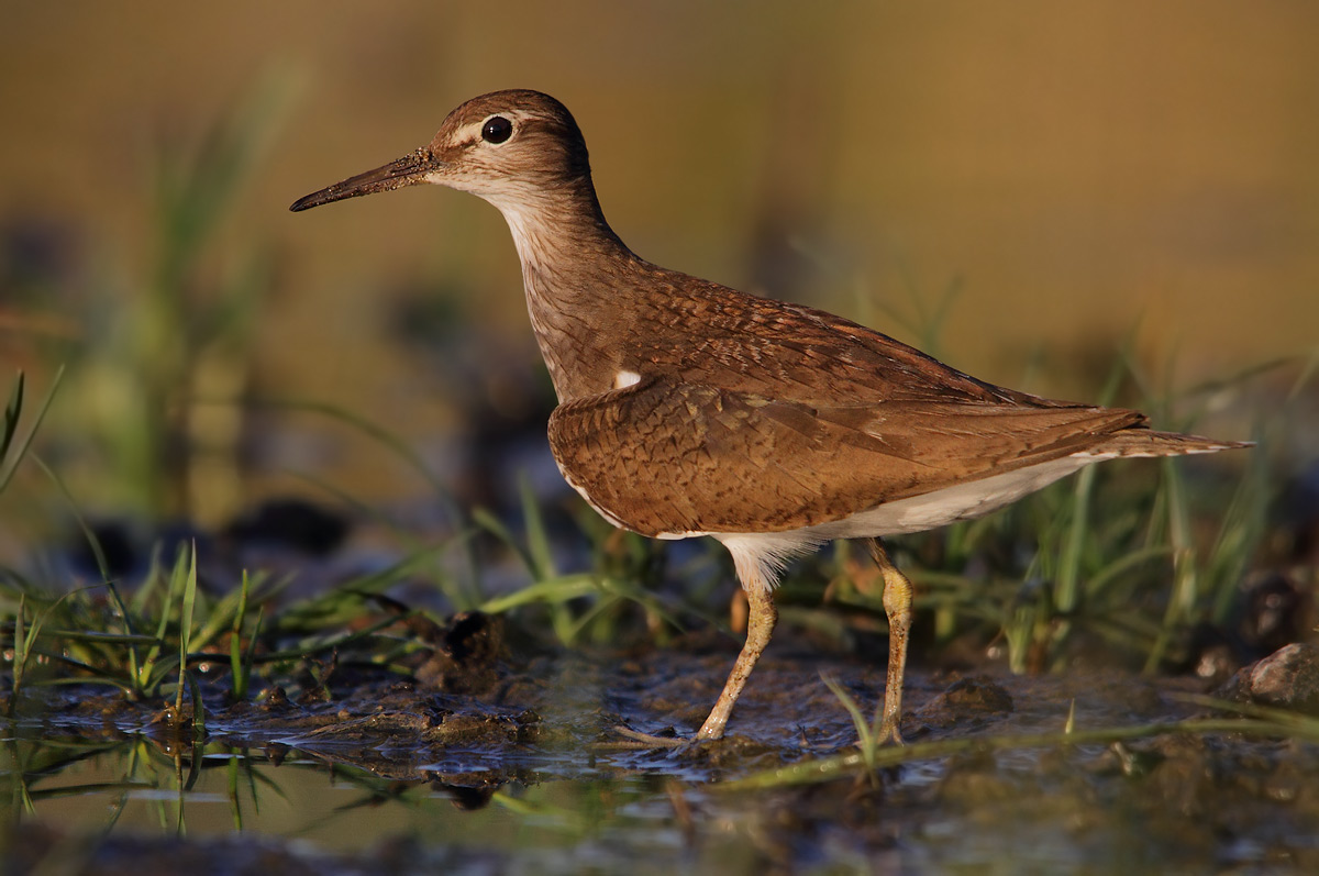 Common Sandpiper