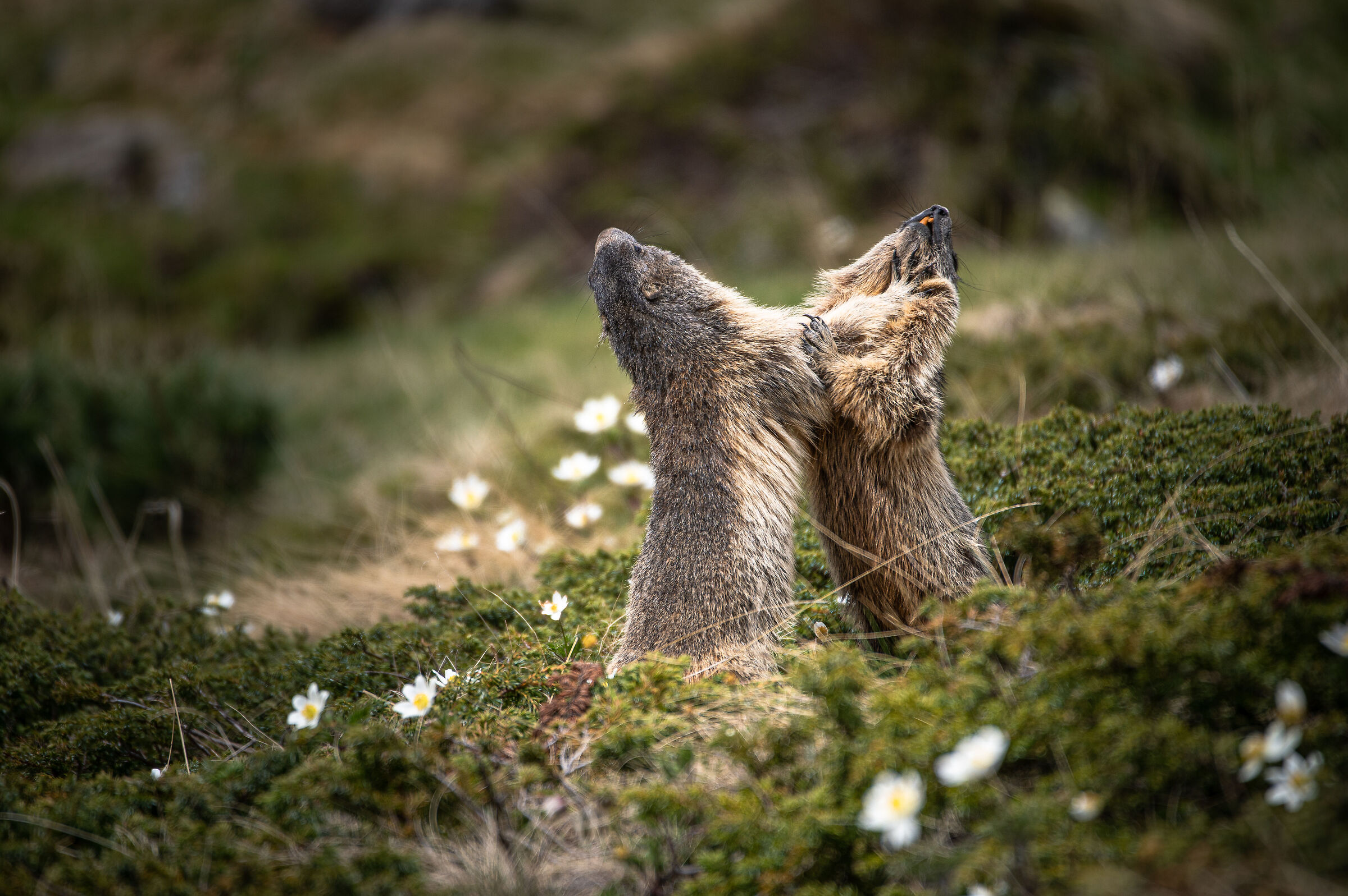 marmots