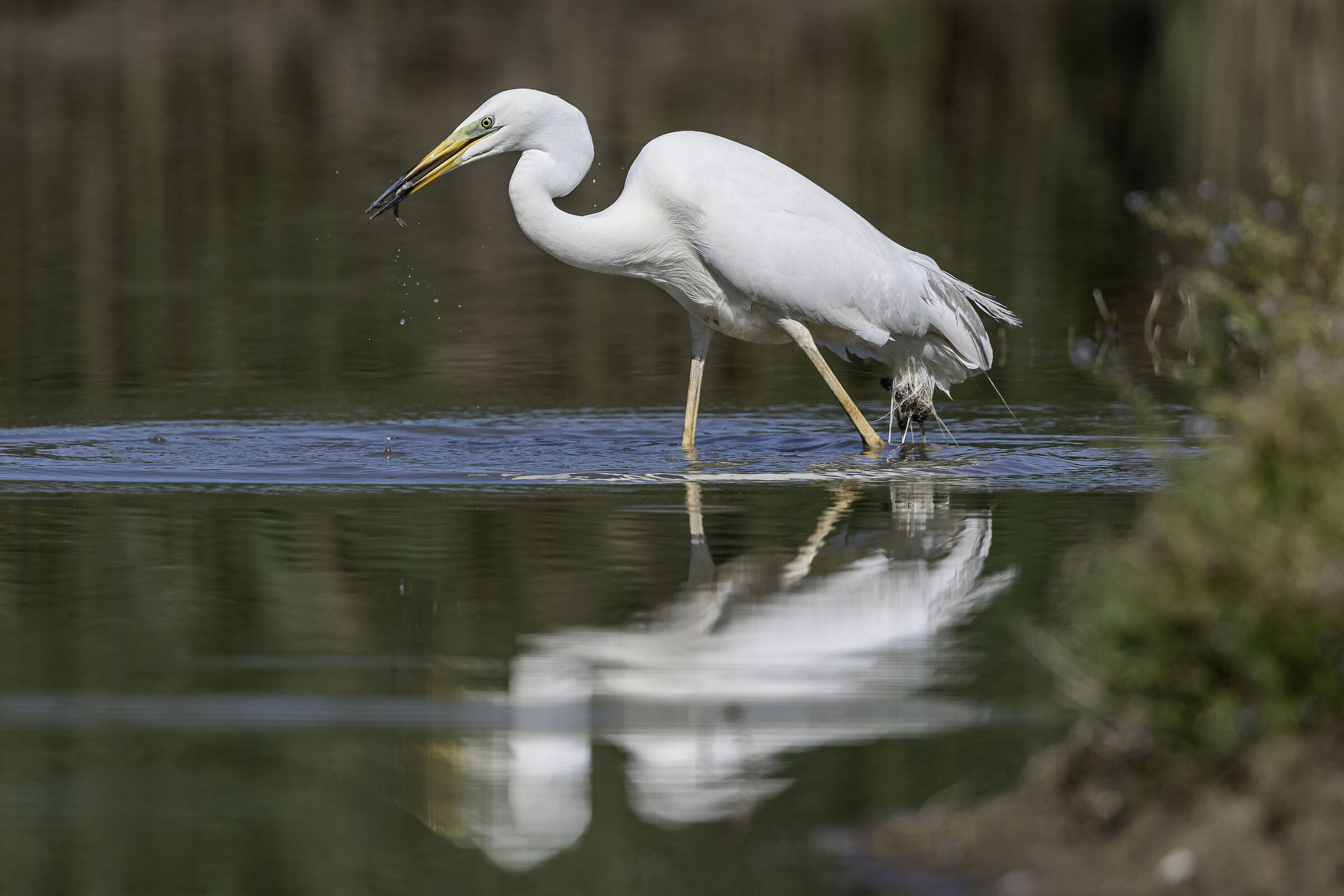 Great white heron with prey