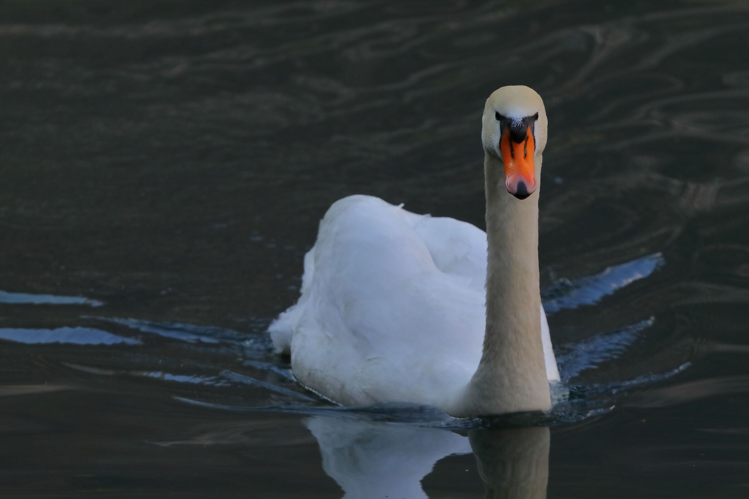 Cigno R 21 marzo 2024 - 0141