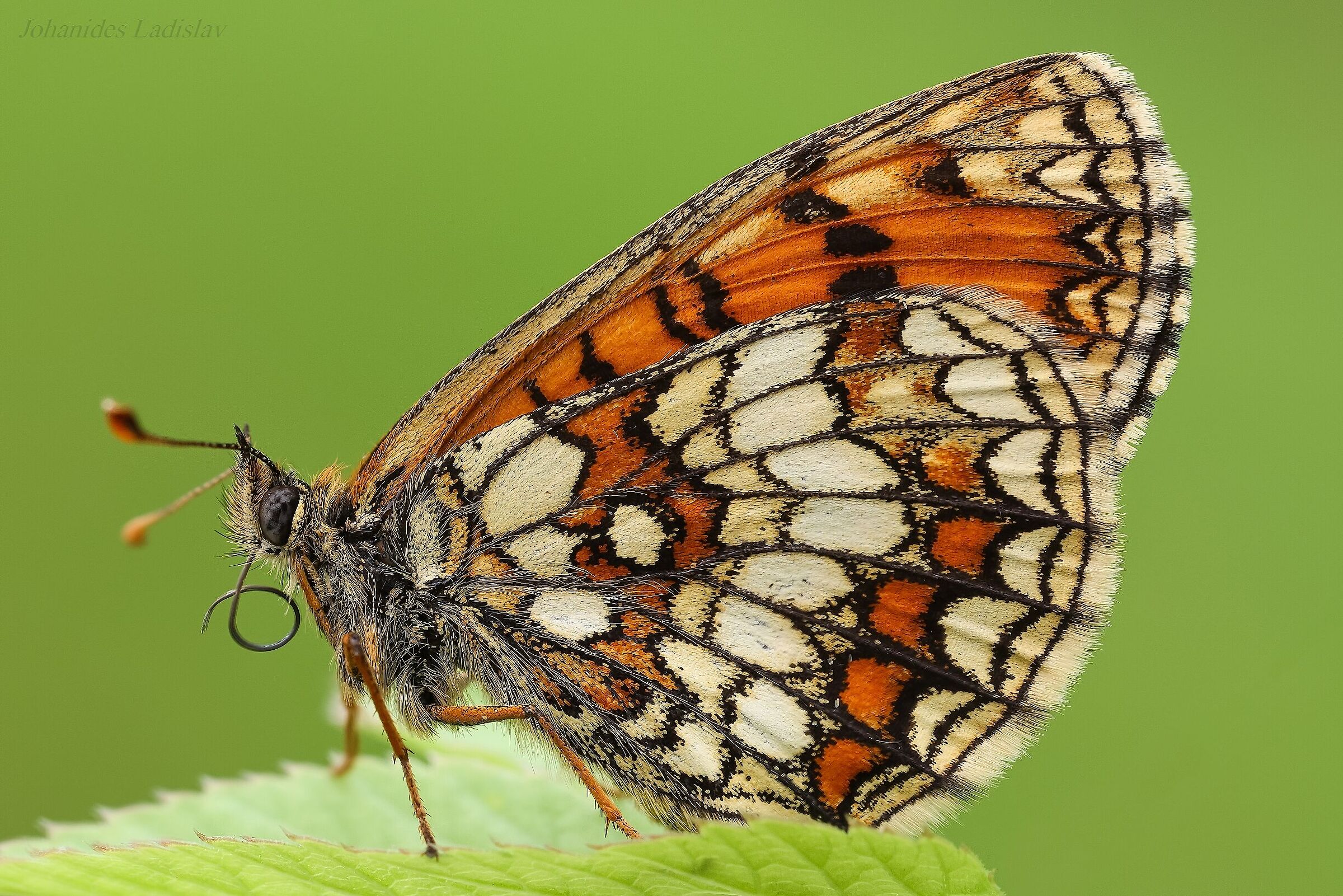 Melitaea athalia
