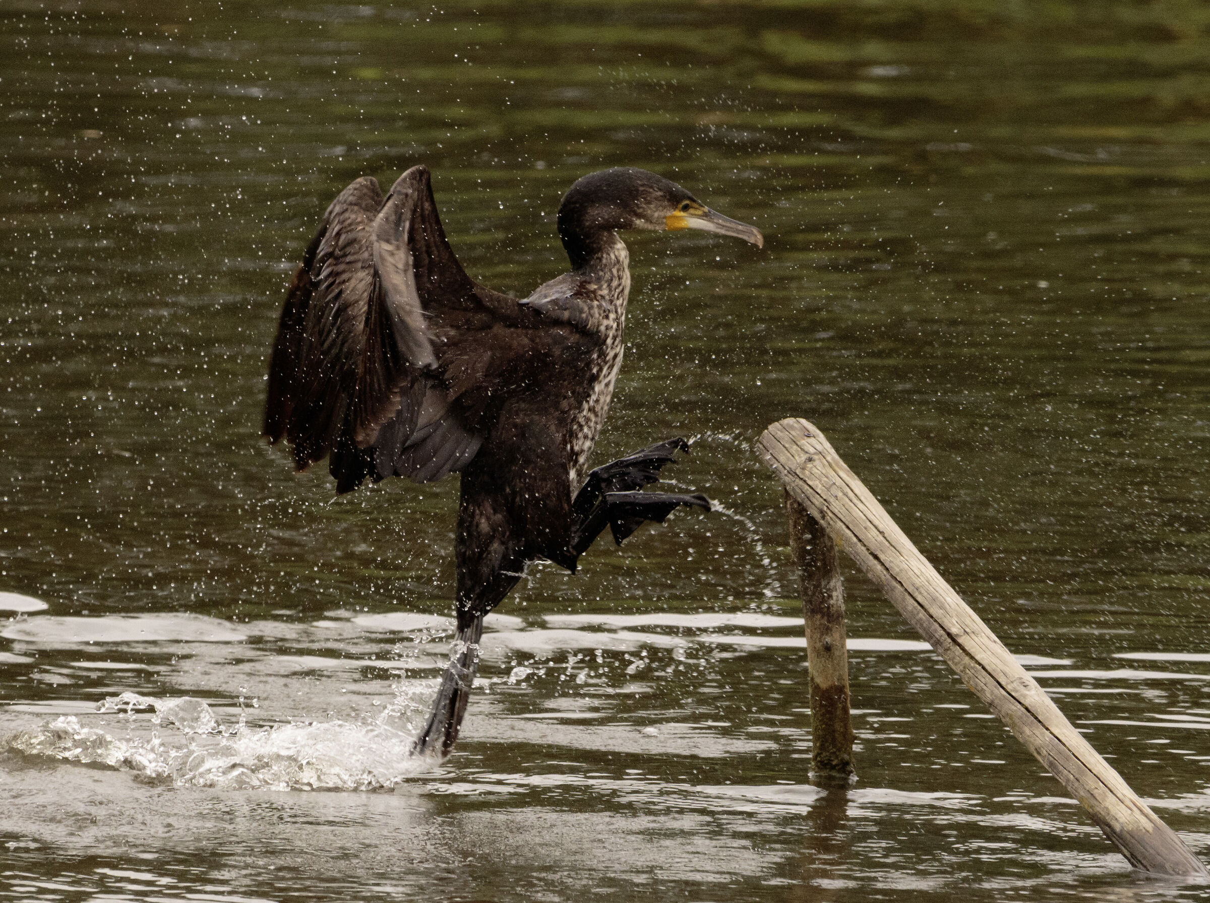 Male Cormorant Oasi Lipu Cesano M. MB 4/06/2024