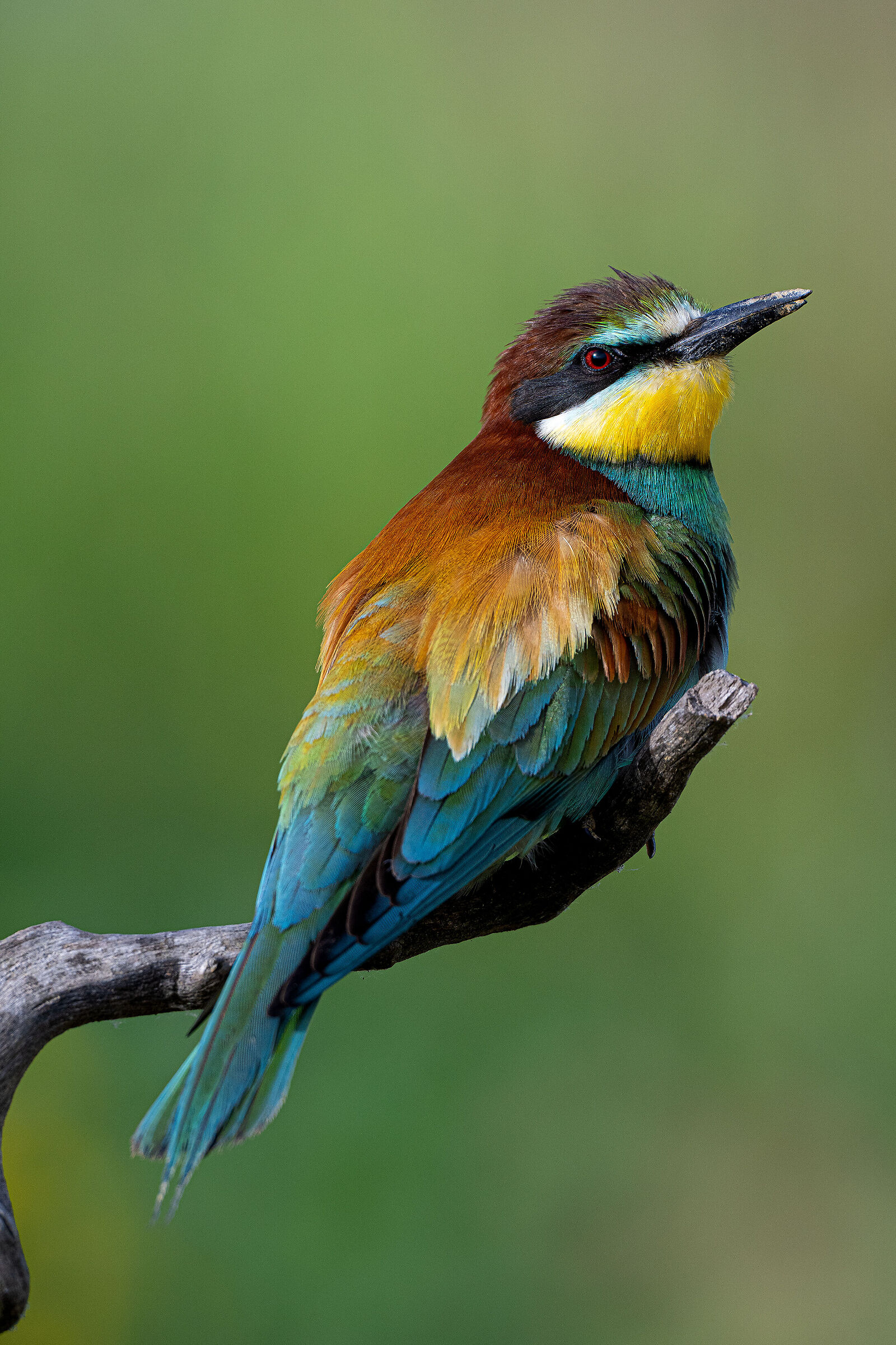 The colours of the bee-eater