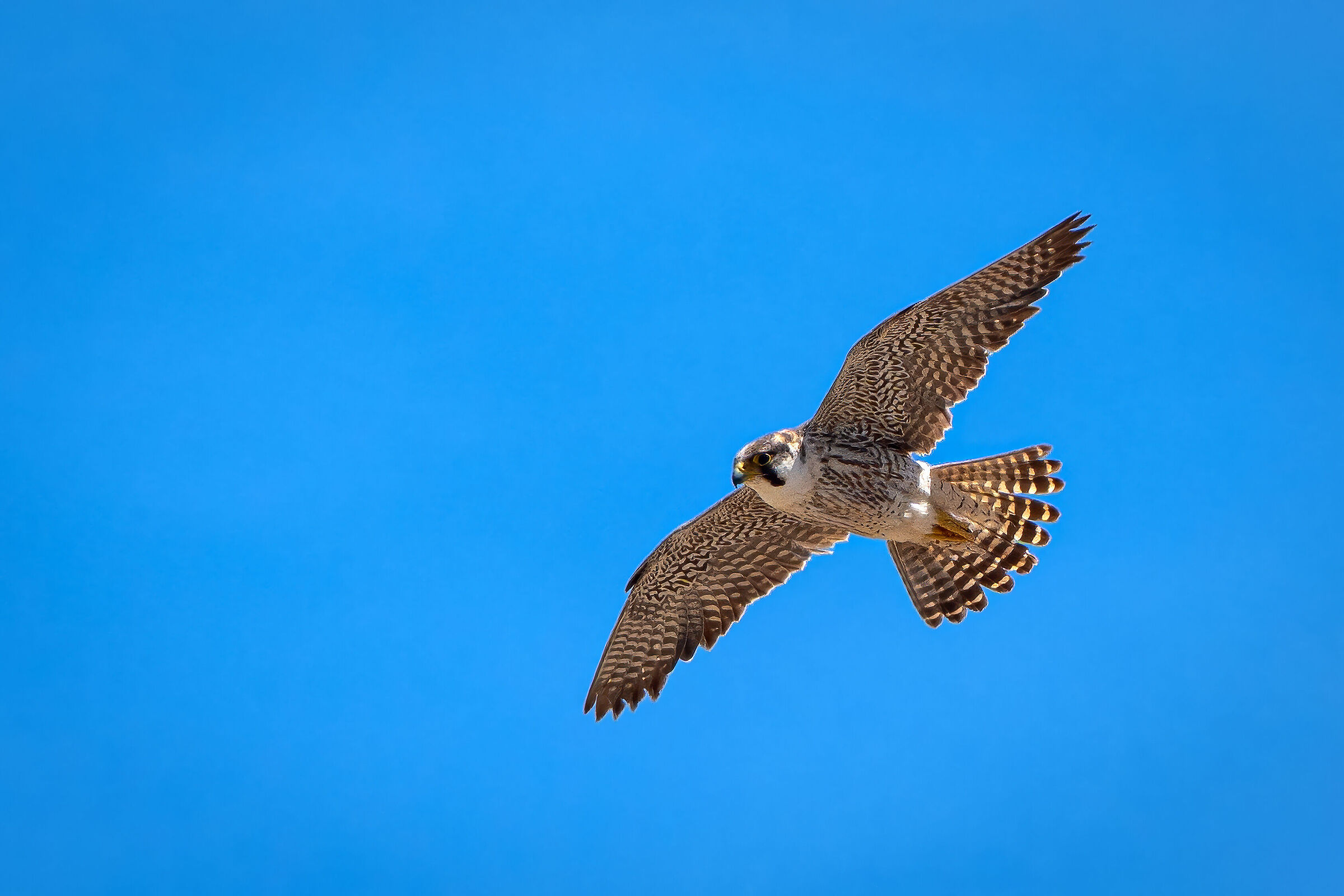 Barbary Falcon