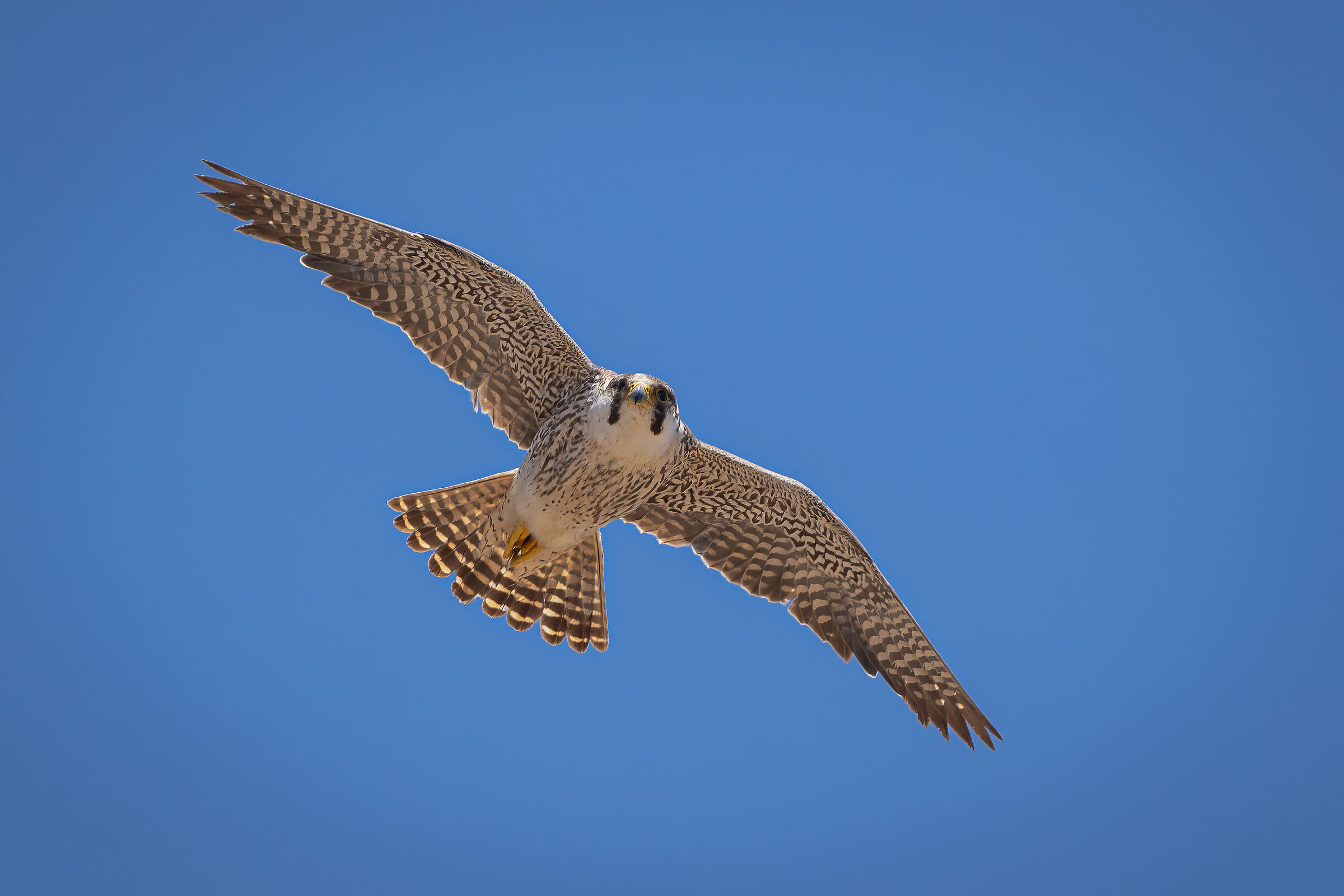 Barbary Falcon II