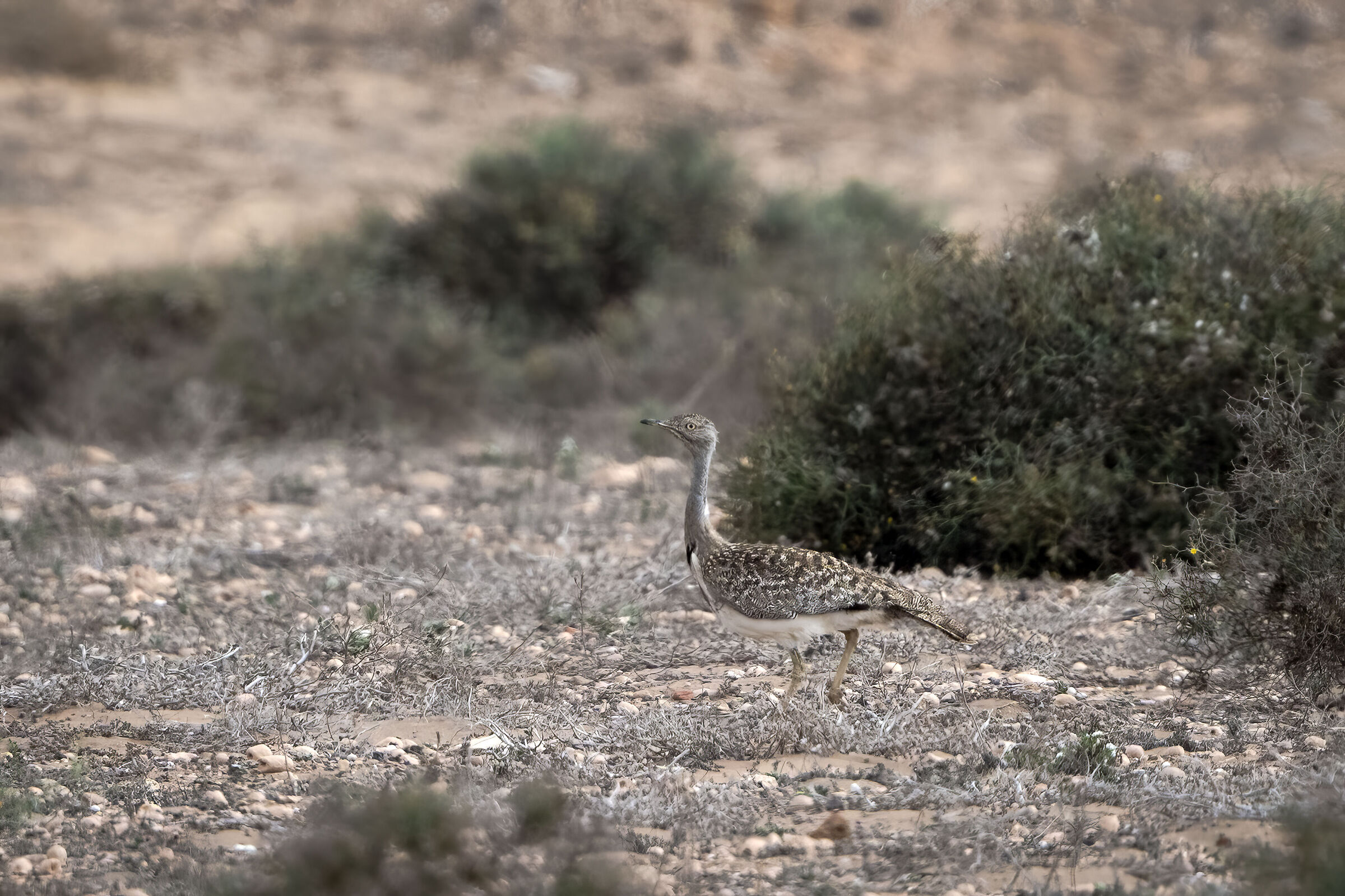Ubara Africana Fuertaventurae