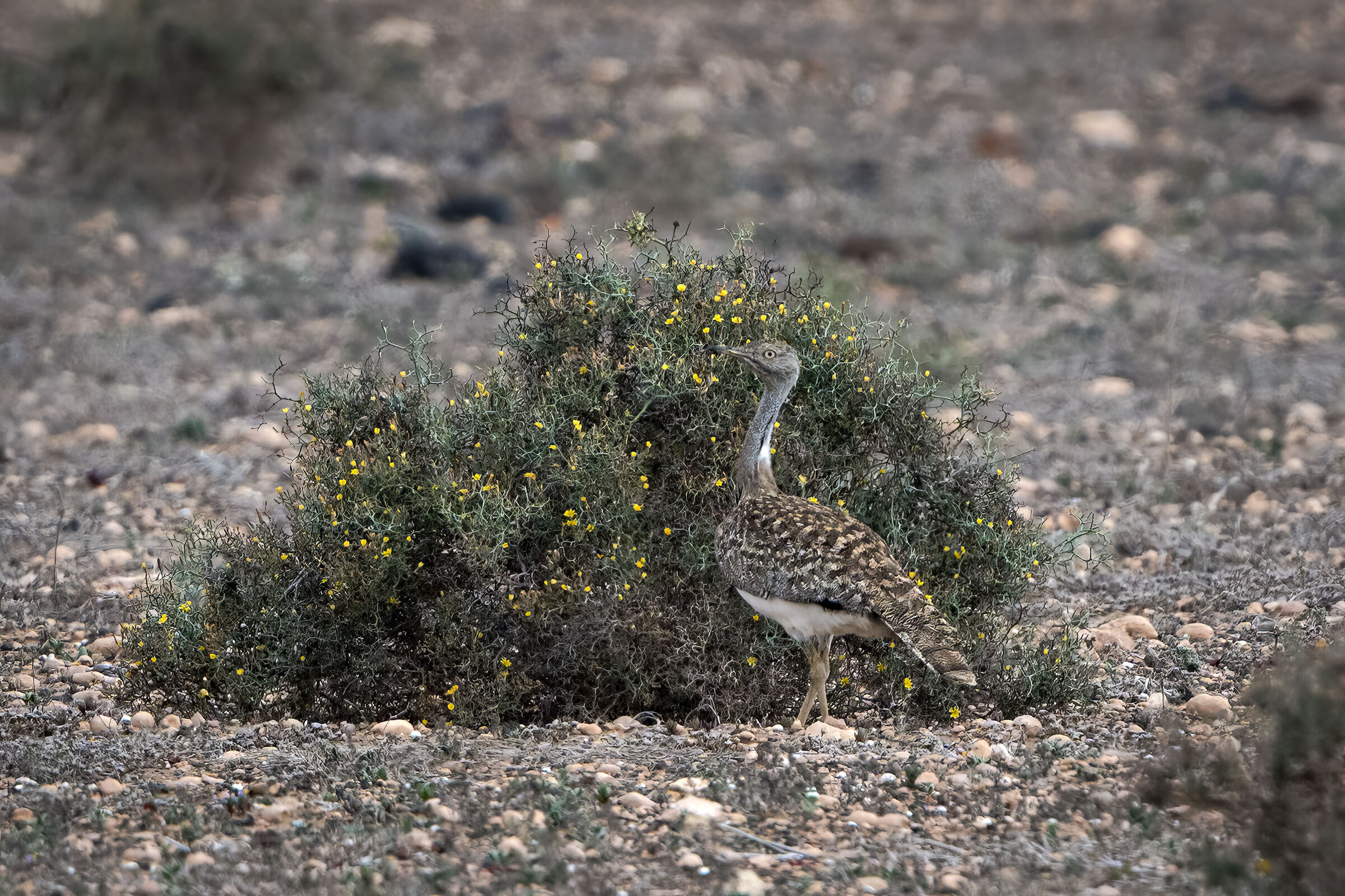 Ubara Africana Fuertaventurae II