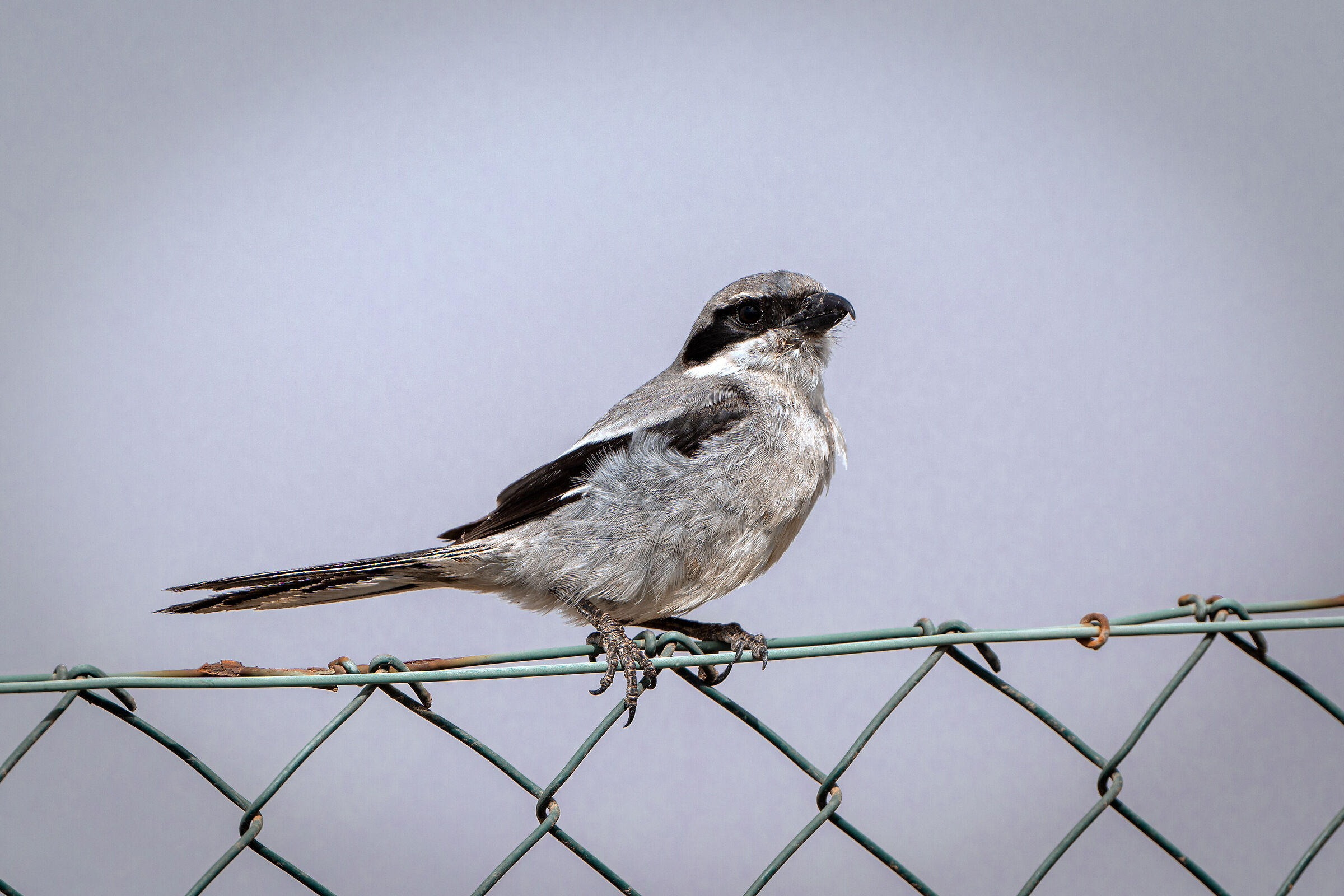 Southern Shrike