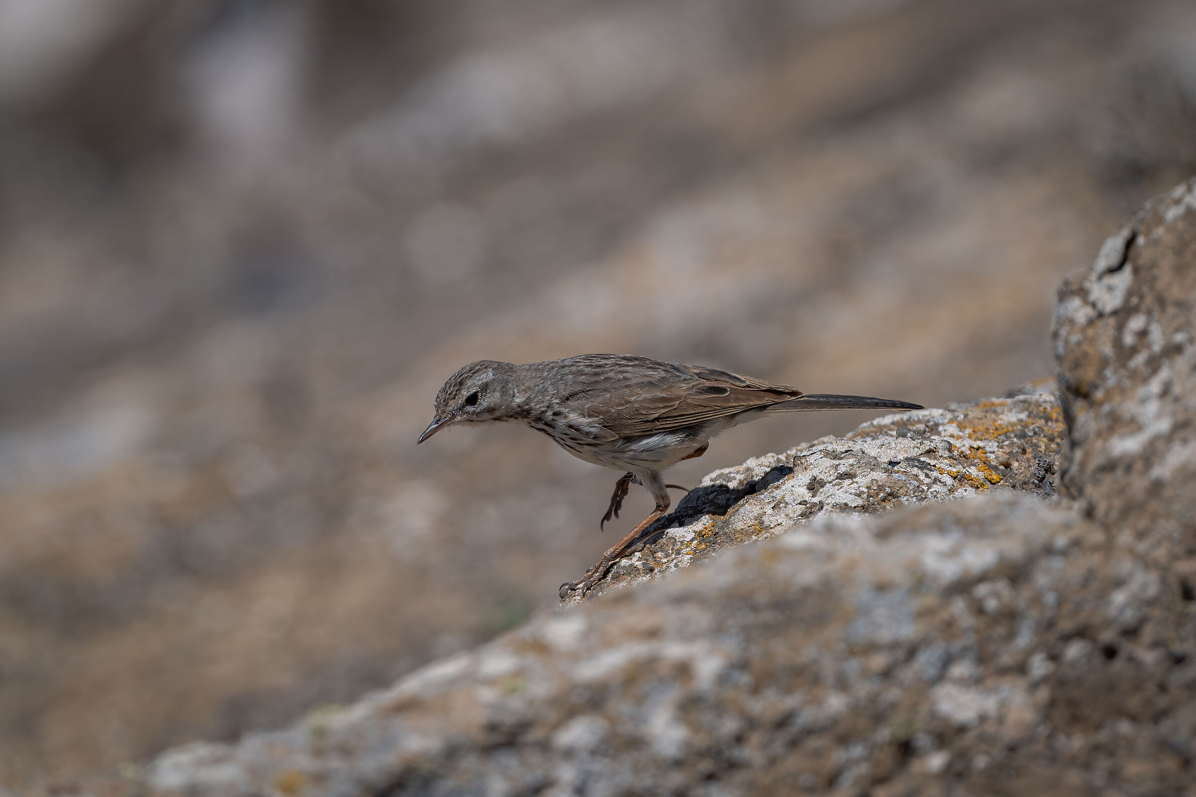 Pipit of Berthelot II