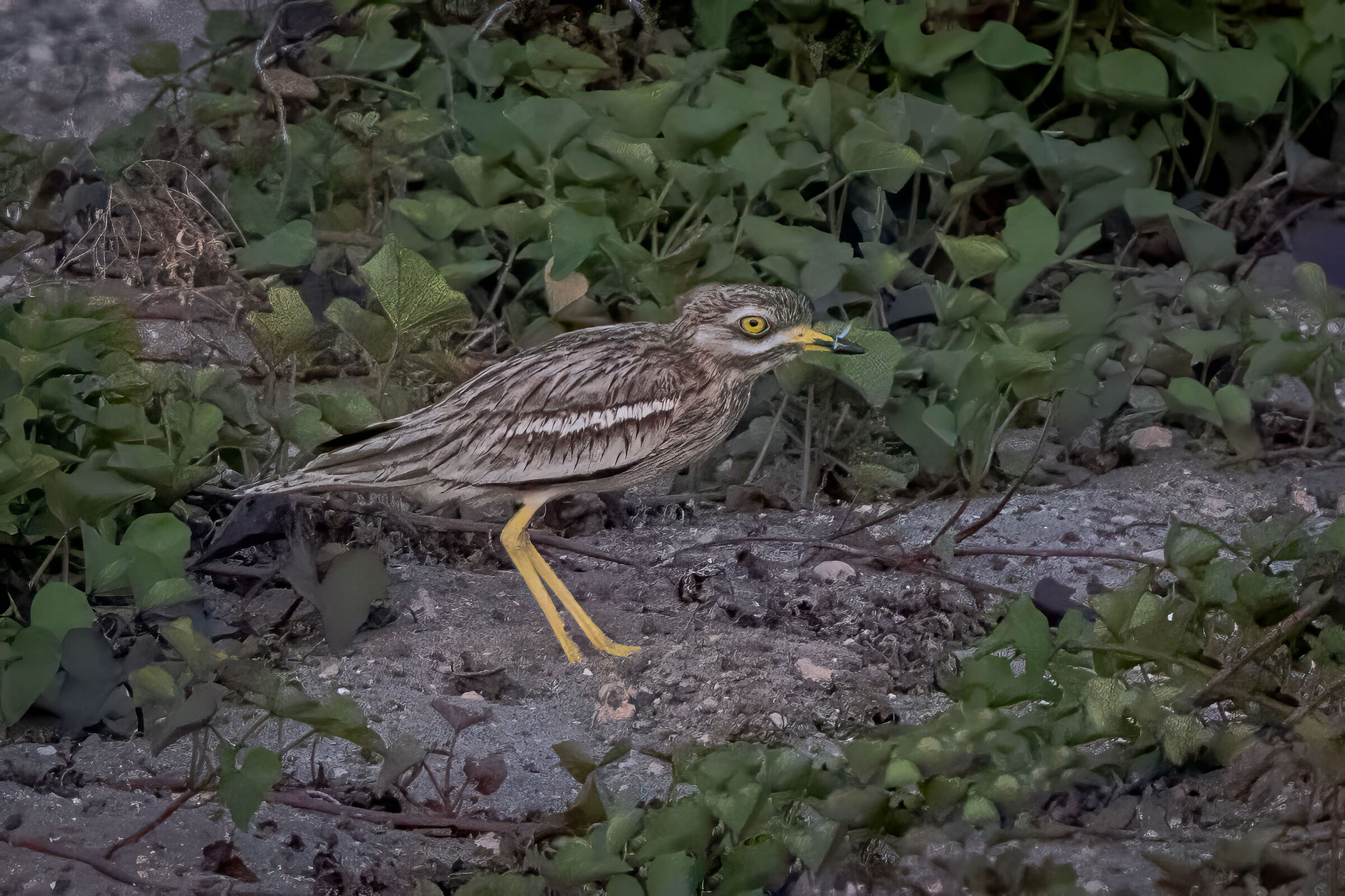 Eye curlew