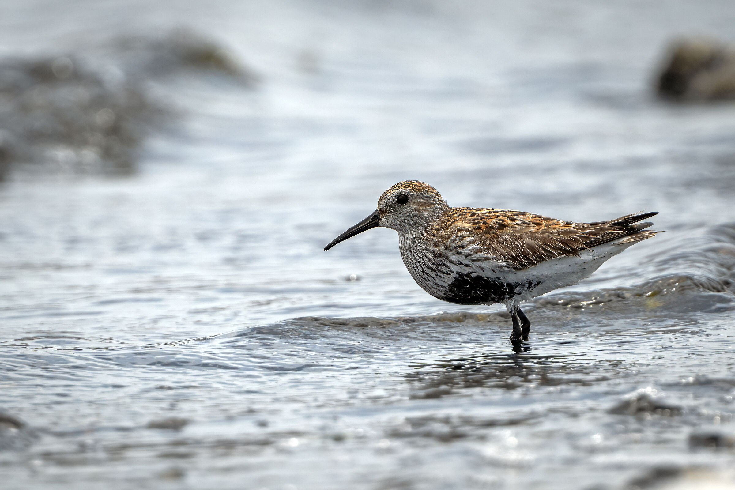 Dunlin