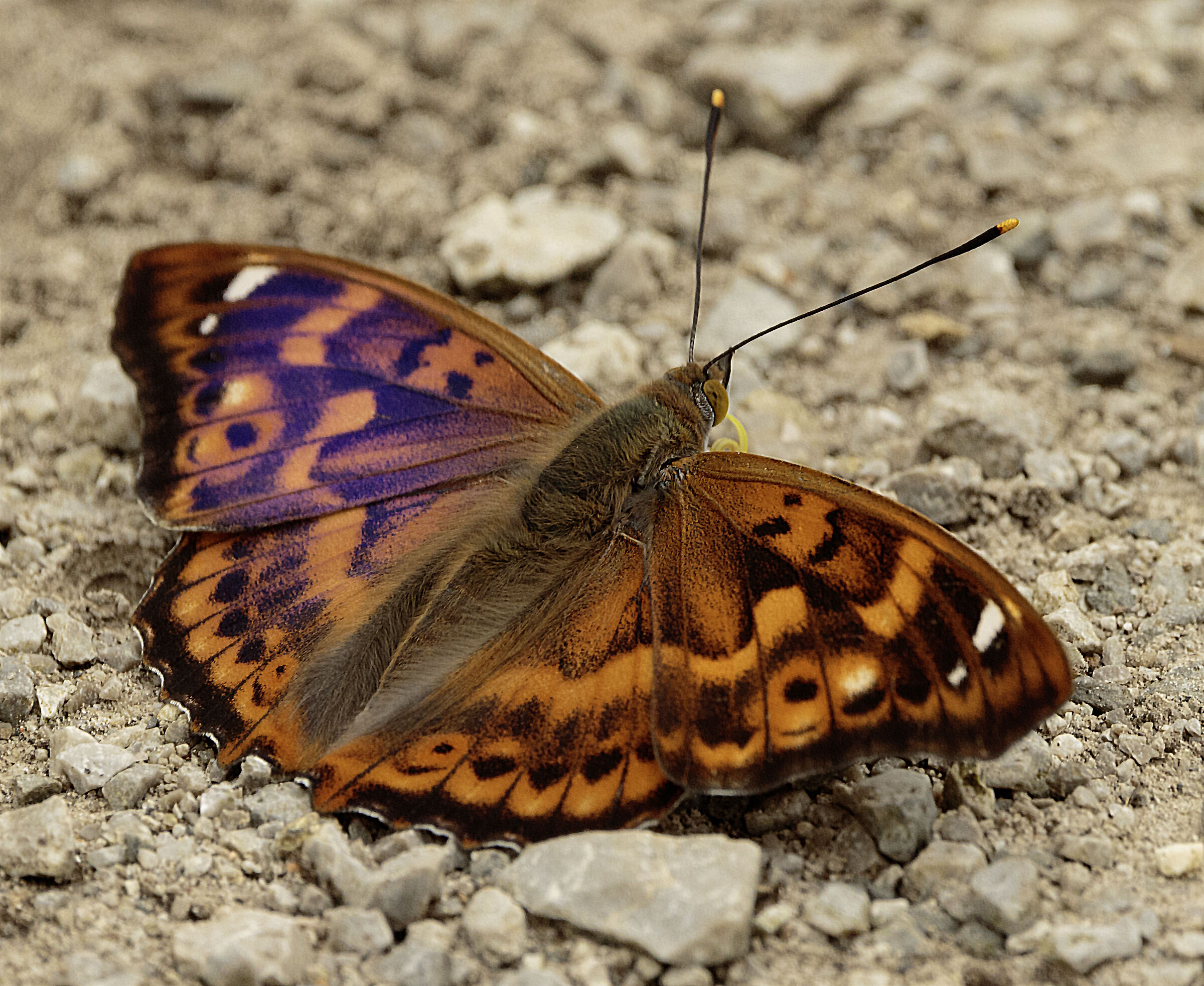 Farfalla Apatura ilia Oasi lipu Cesano M. MB 4/06/2024