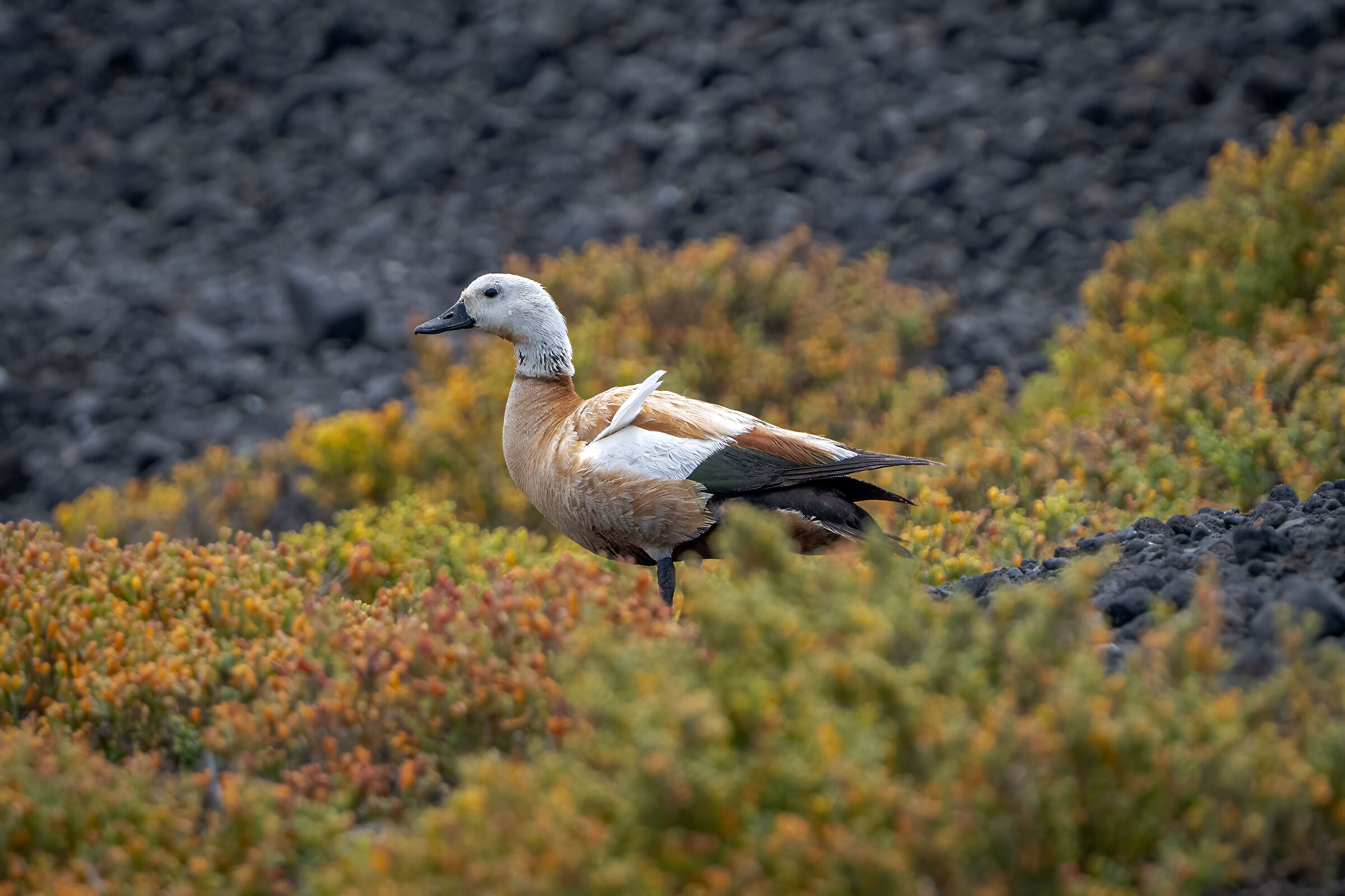 Ruddy shelduck