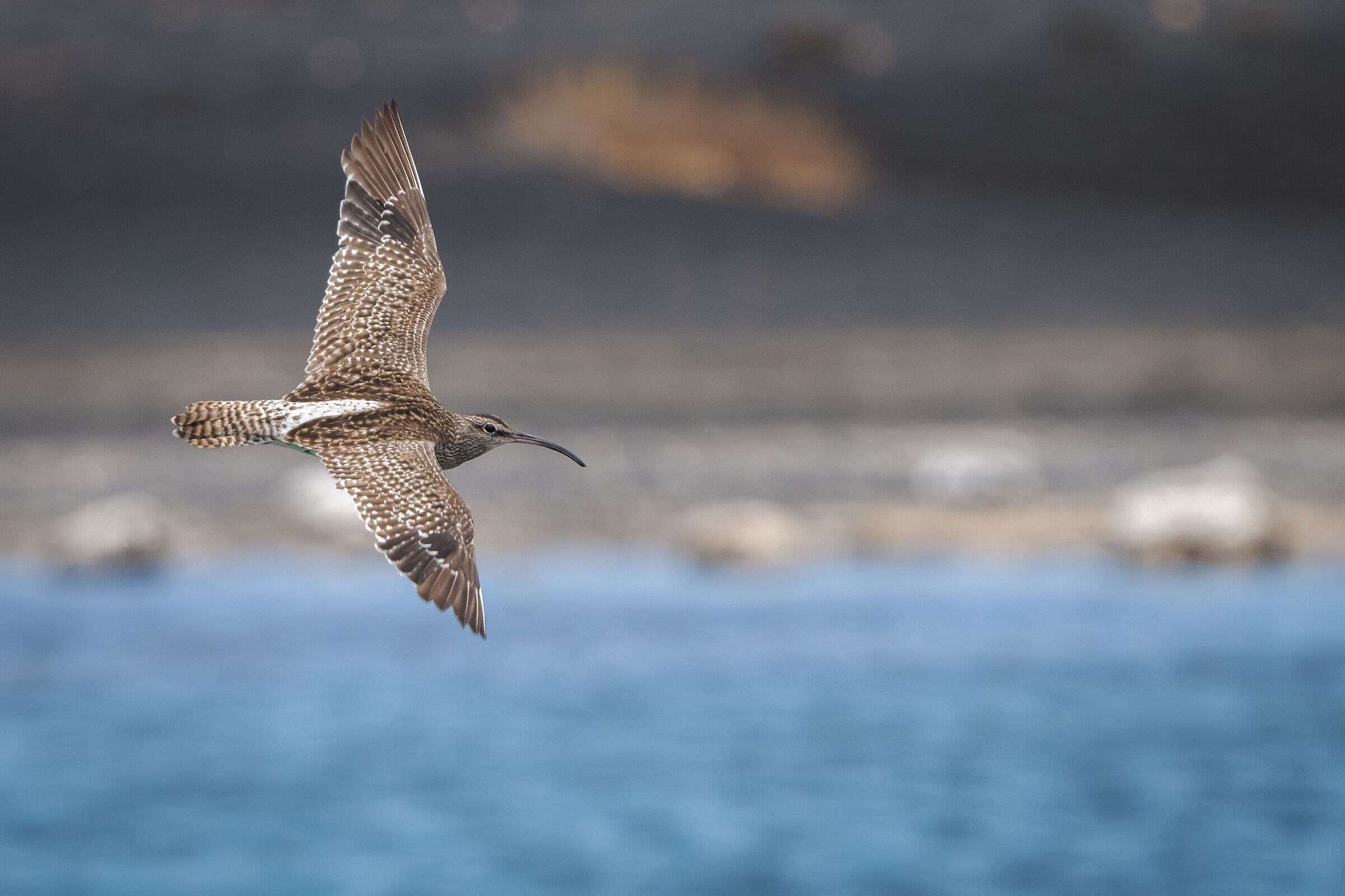 Little curlew in flight