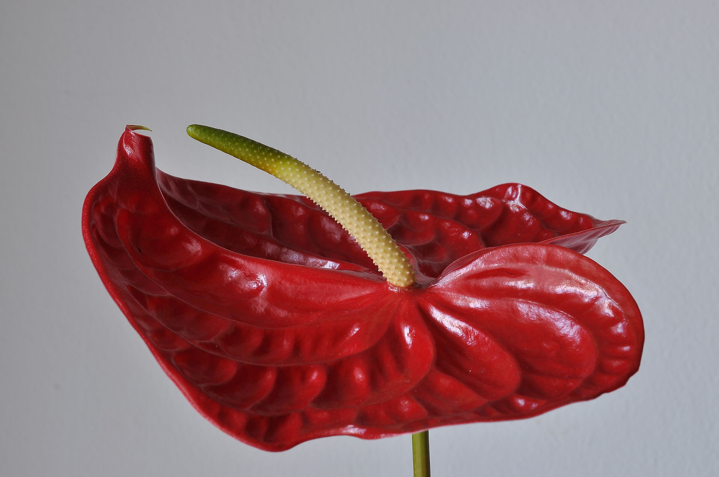 Anthurium