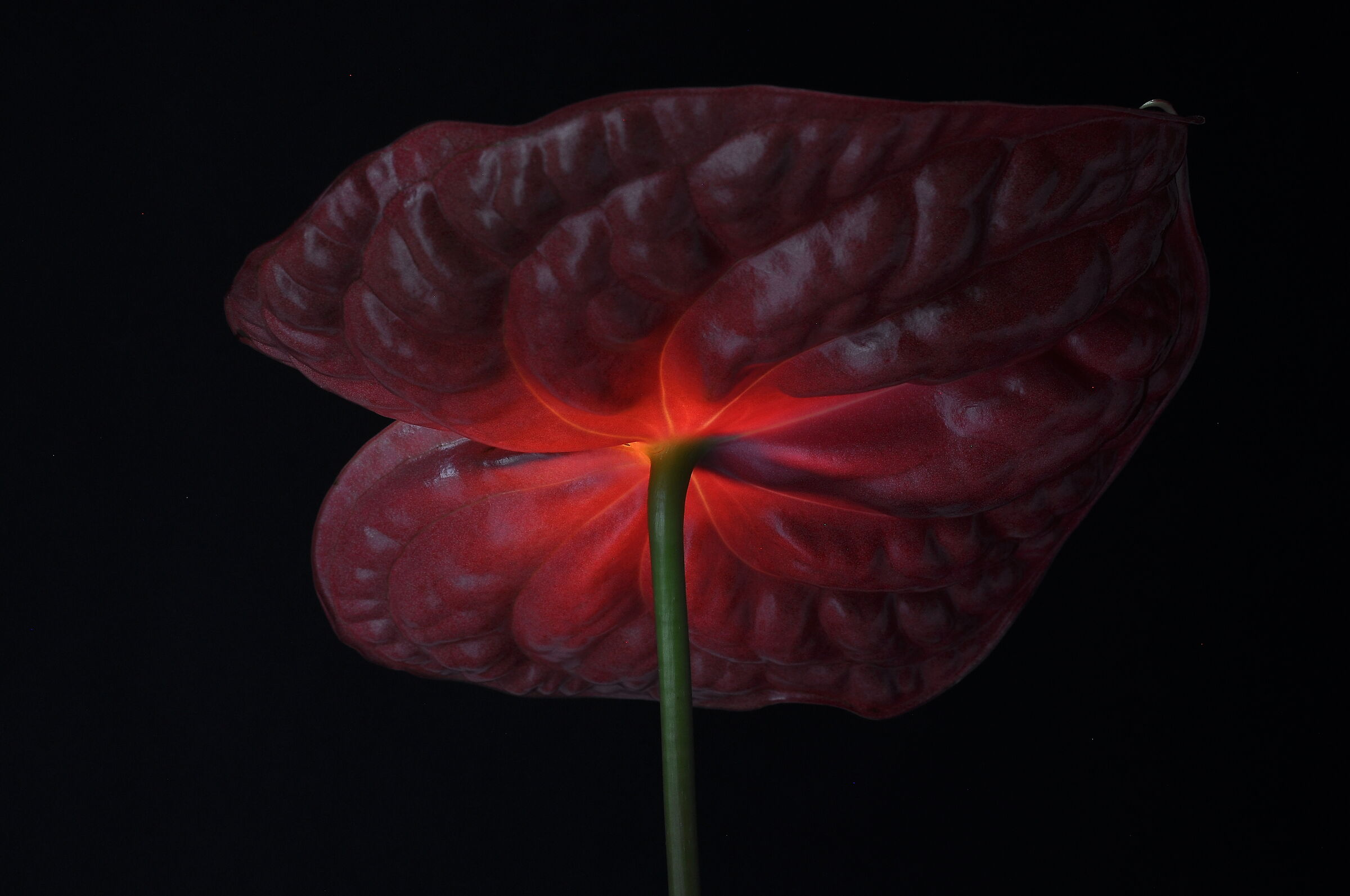 Cuore di Anthurium