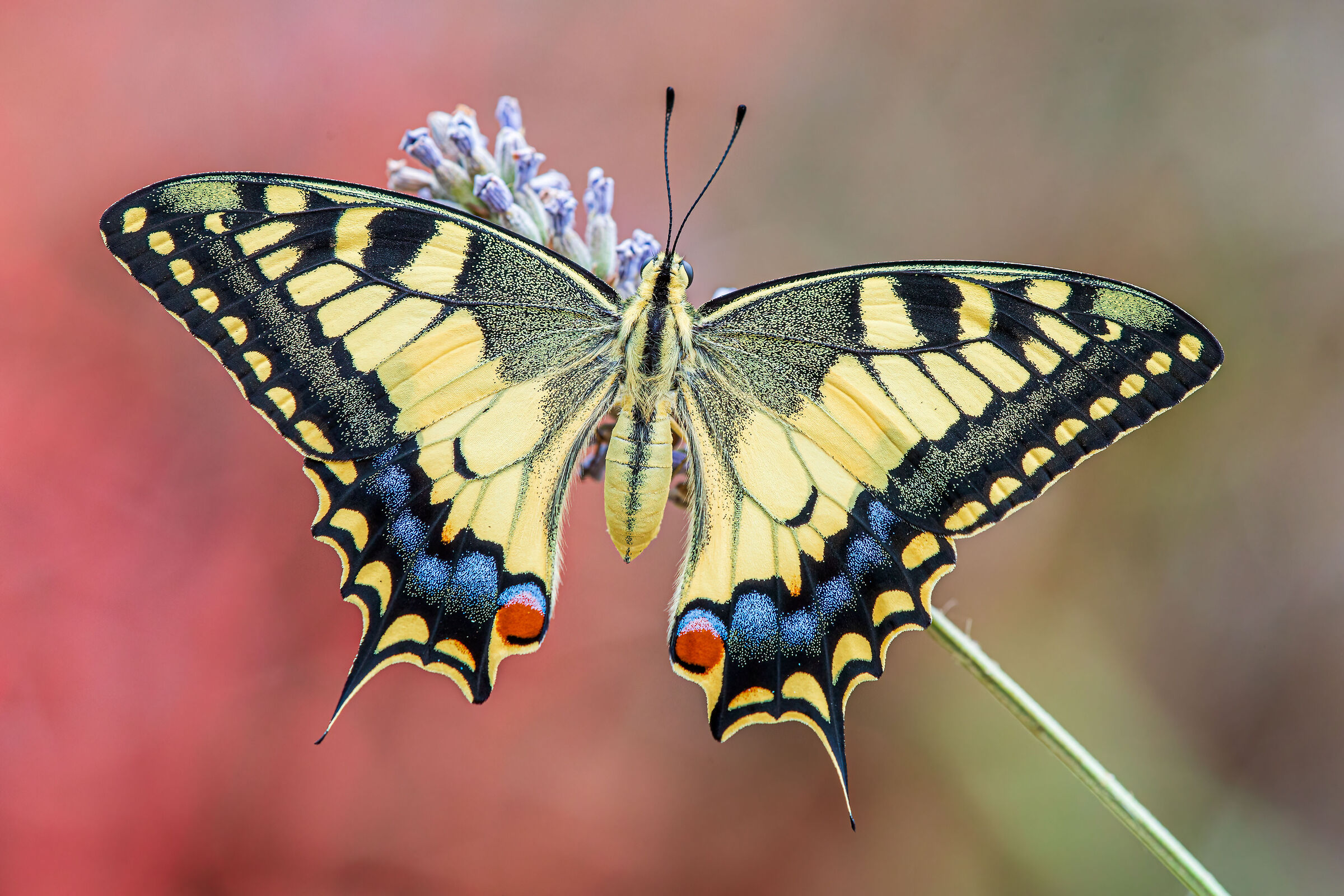 Swallowtail