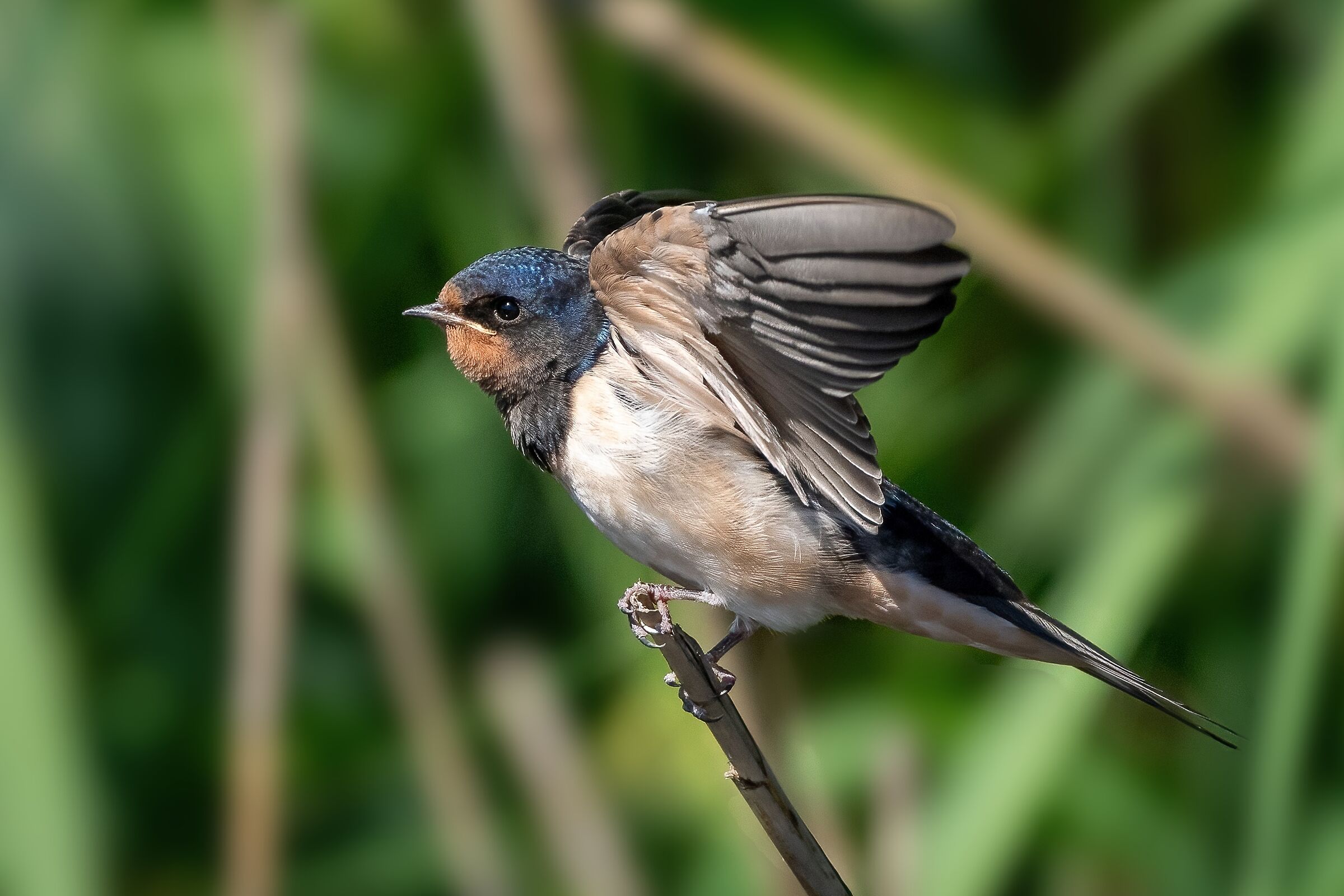 Rondine comune (Hirundo rustica)
