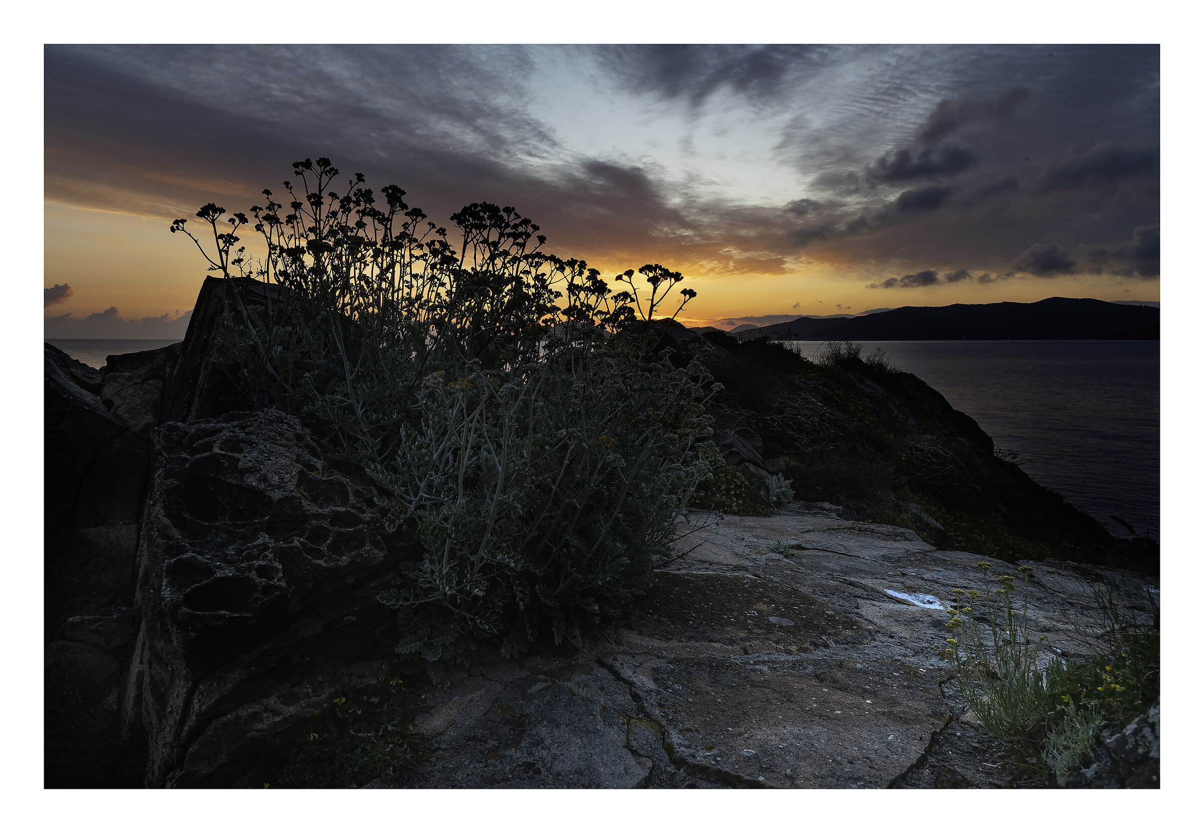 il fiore nella roccia