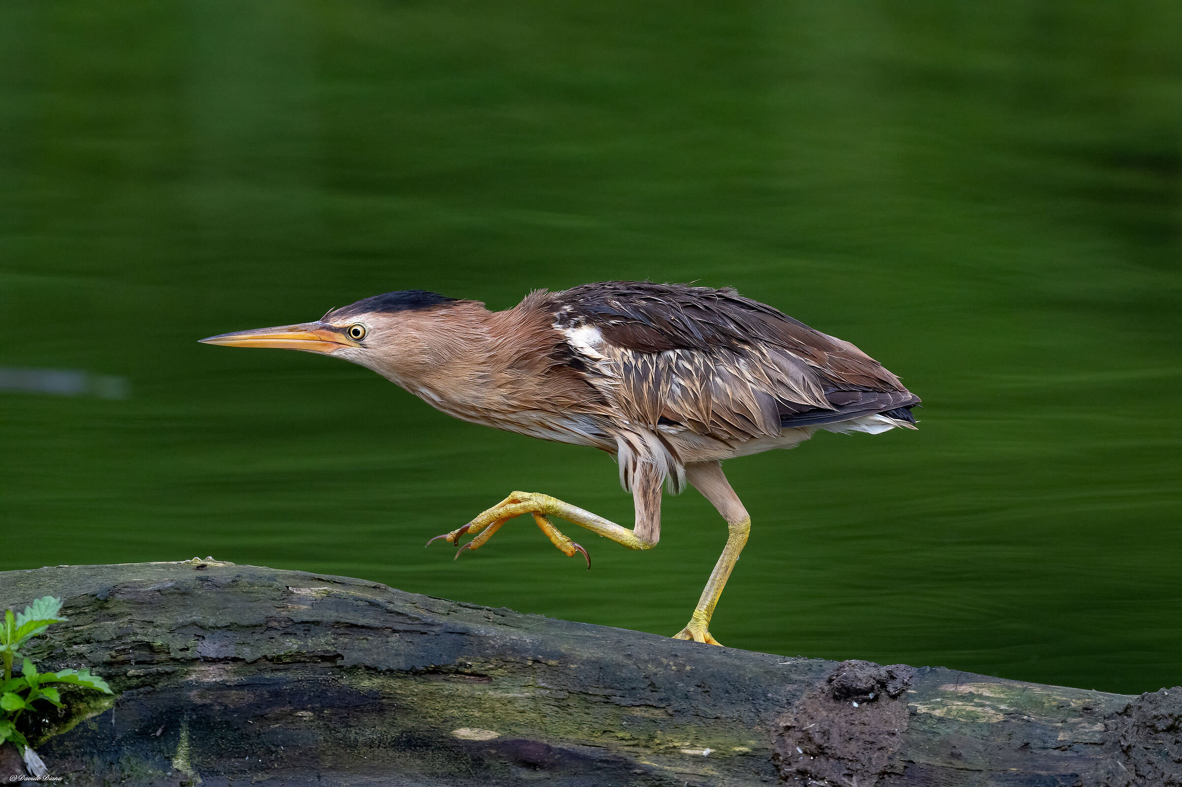 Little bittern