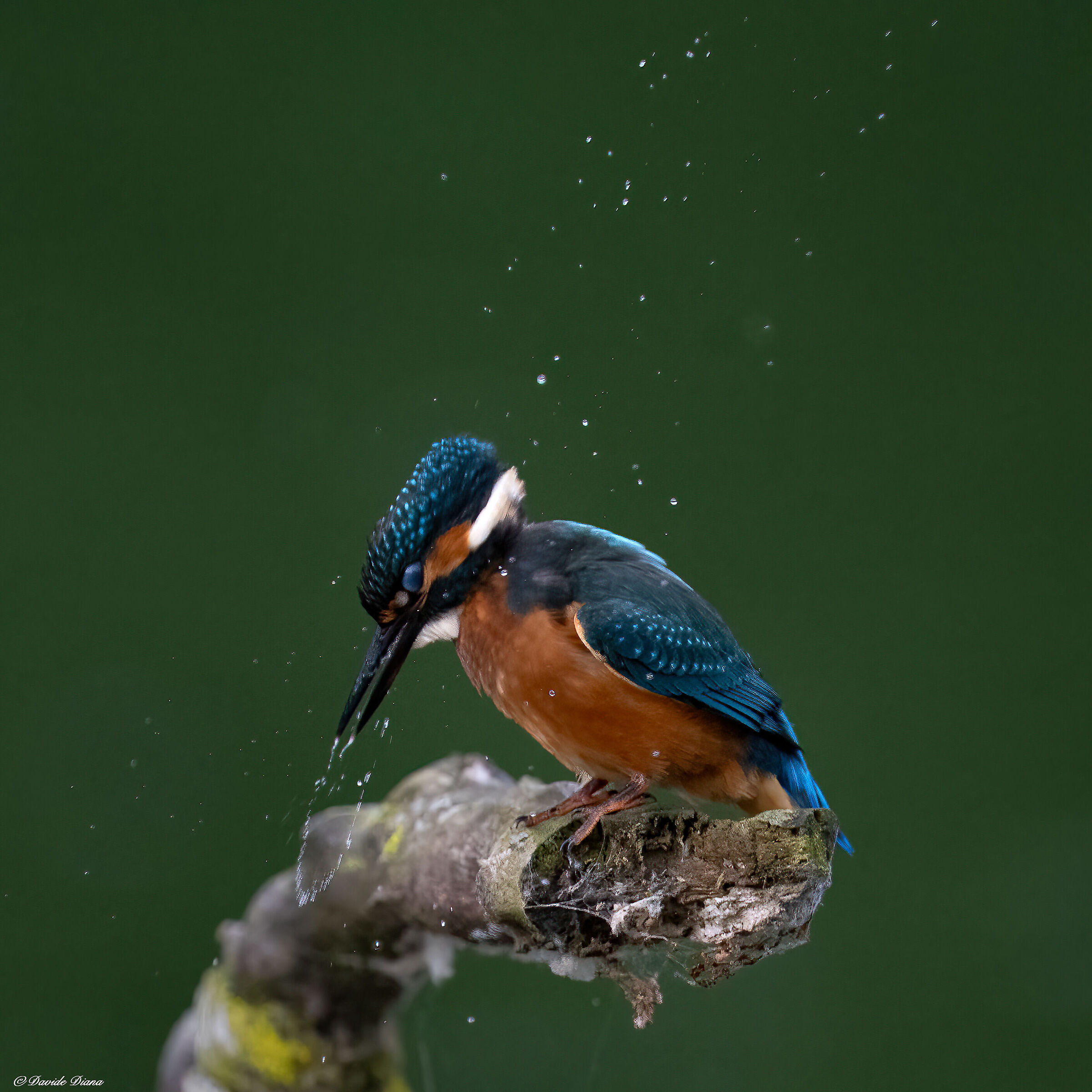 Martin Pescatore - Kingfisher