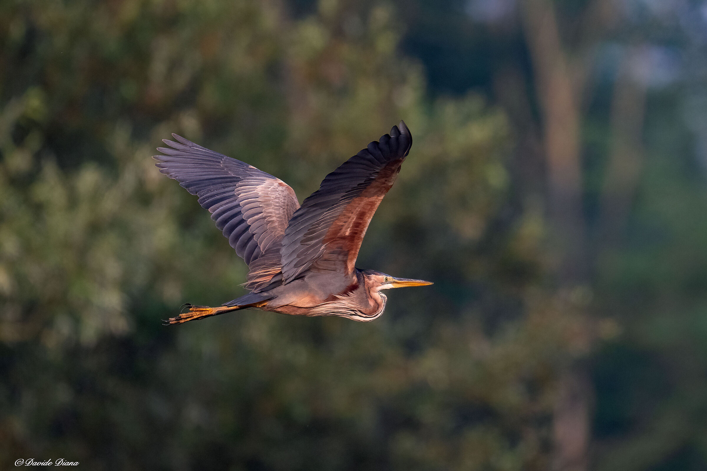 Purple heron