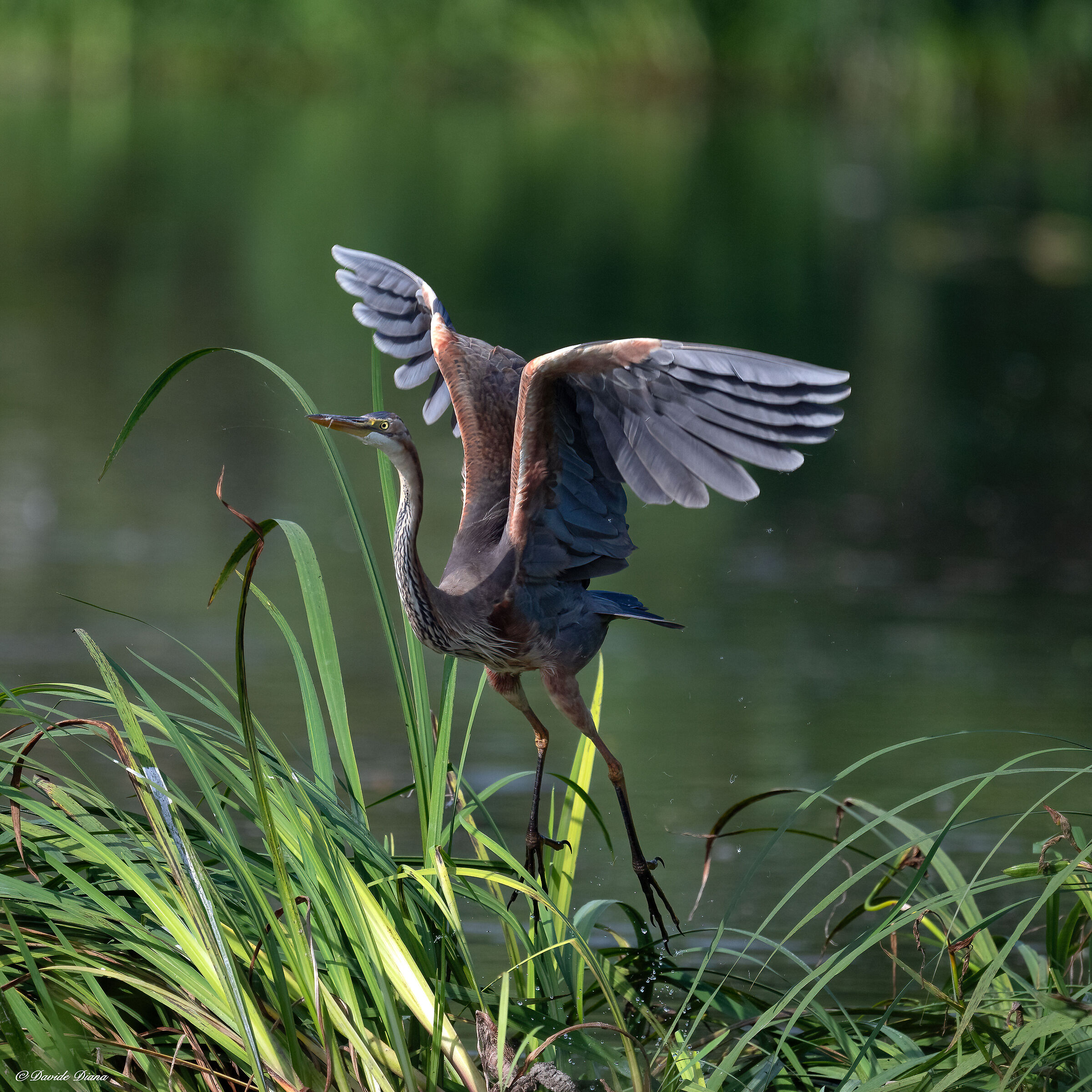 Purple heron