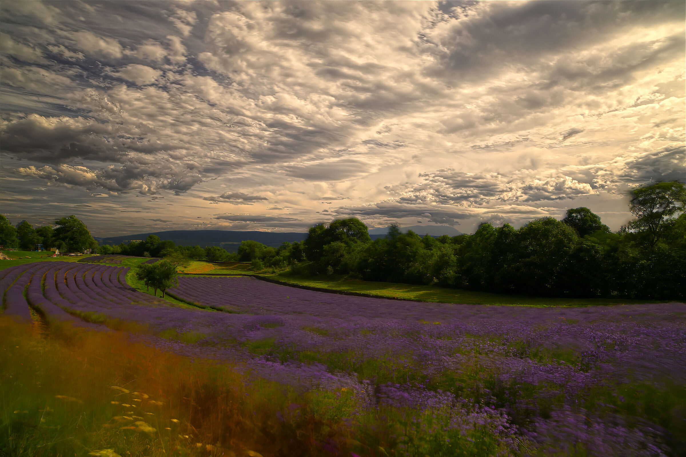 Lavanda e ricordi