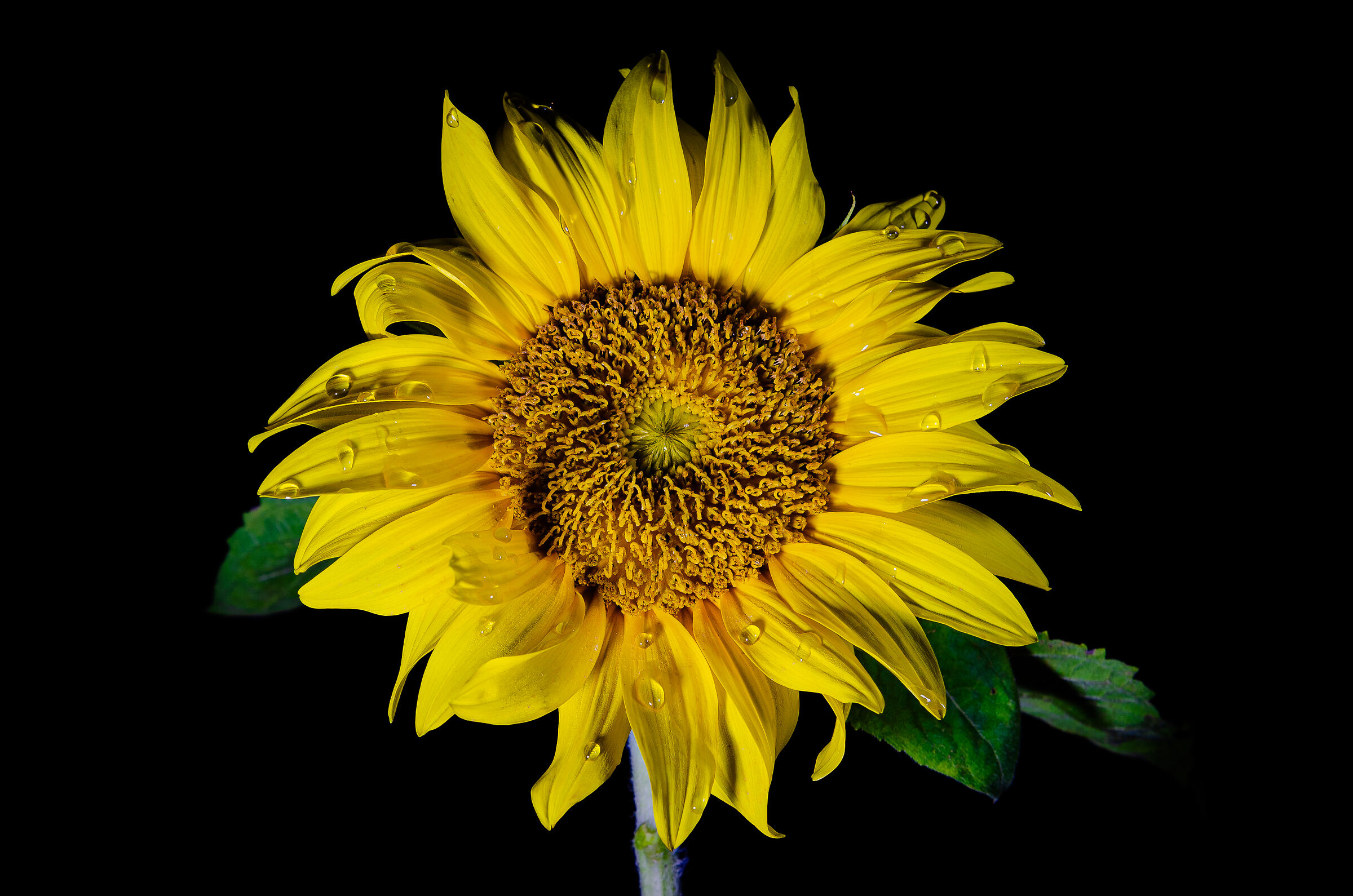 Girasole