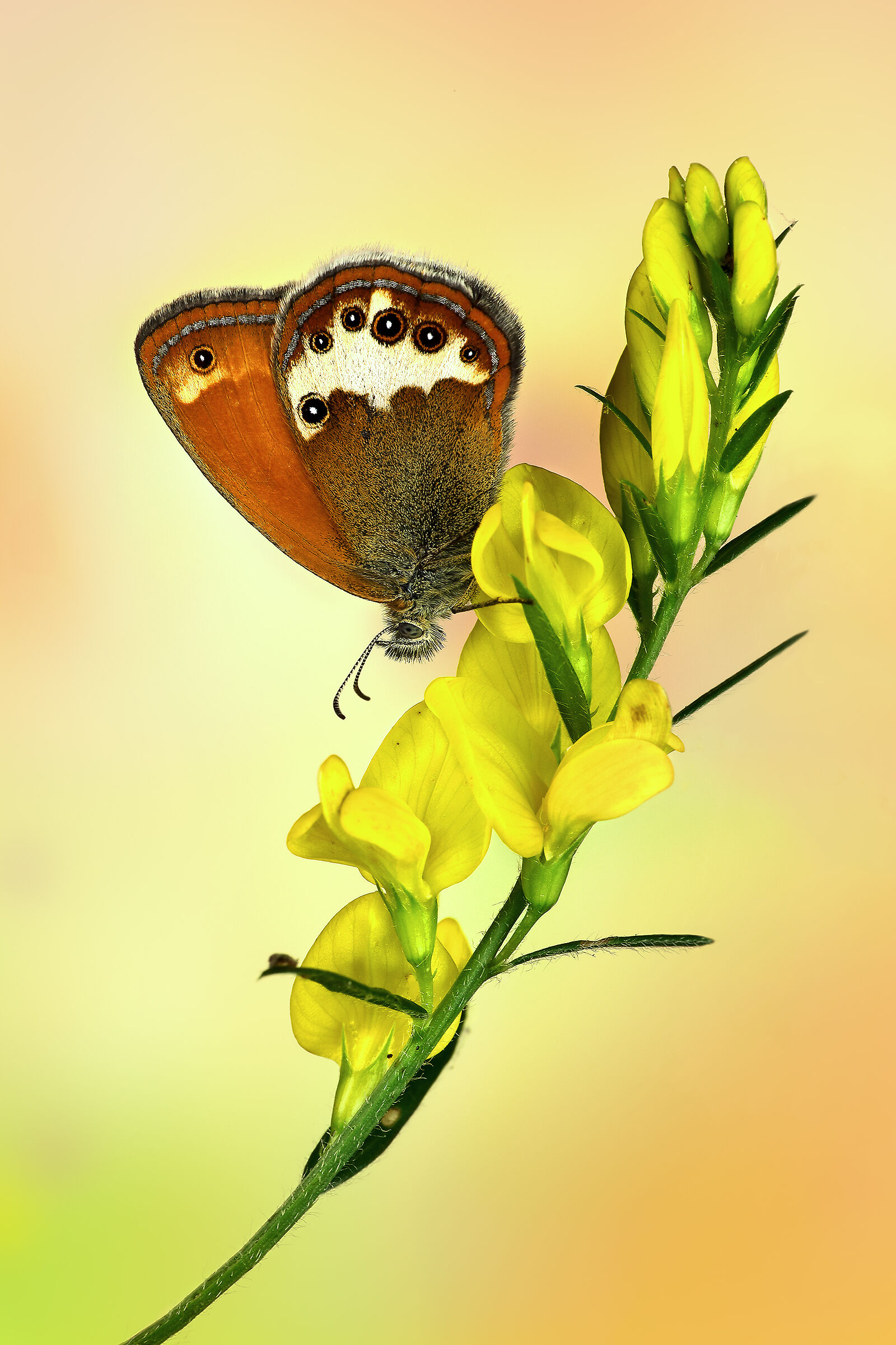 Coenonympha arcania