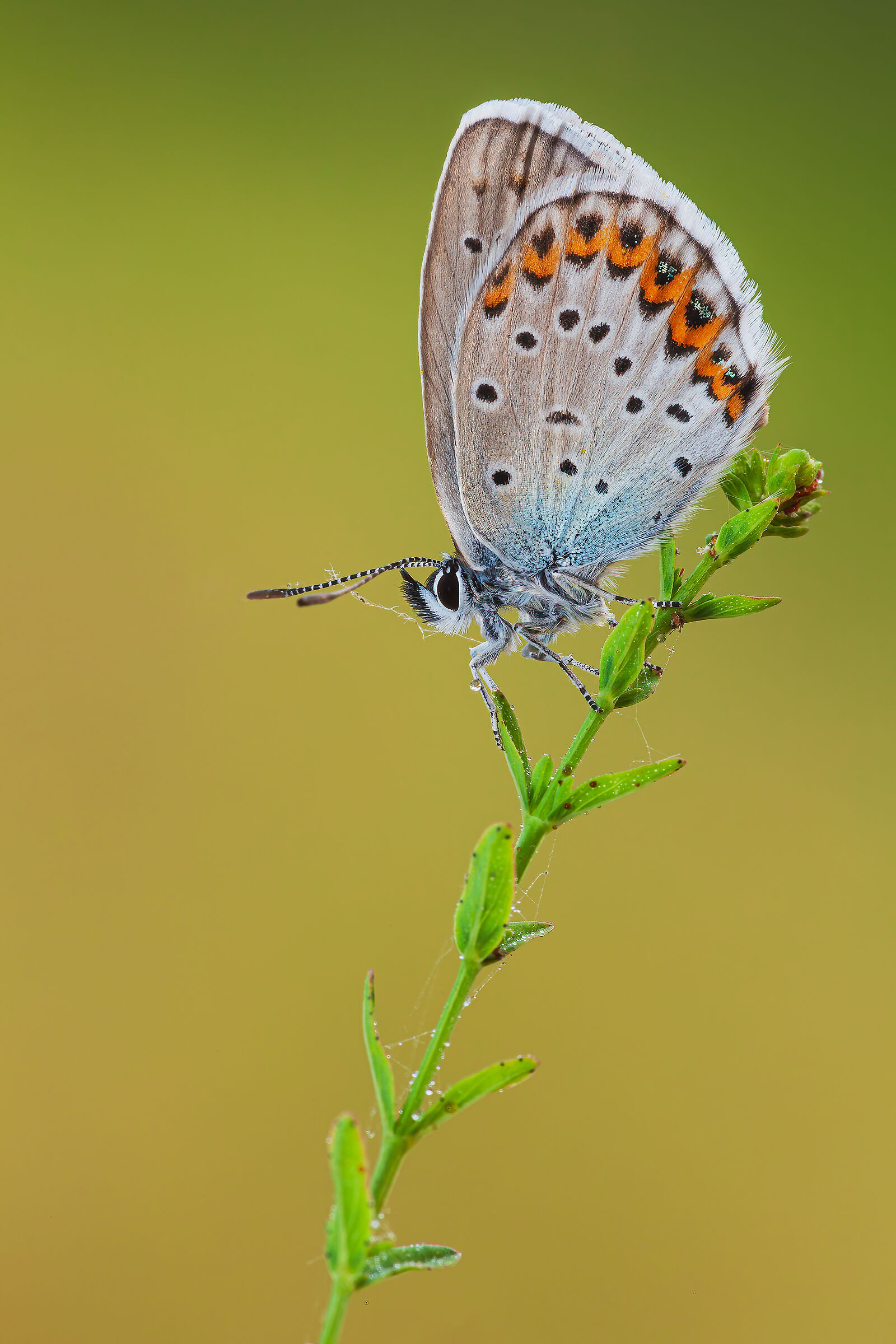 Plebejus argus