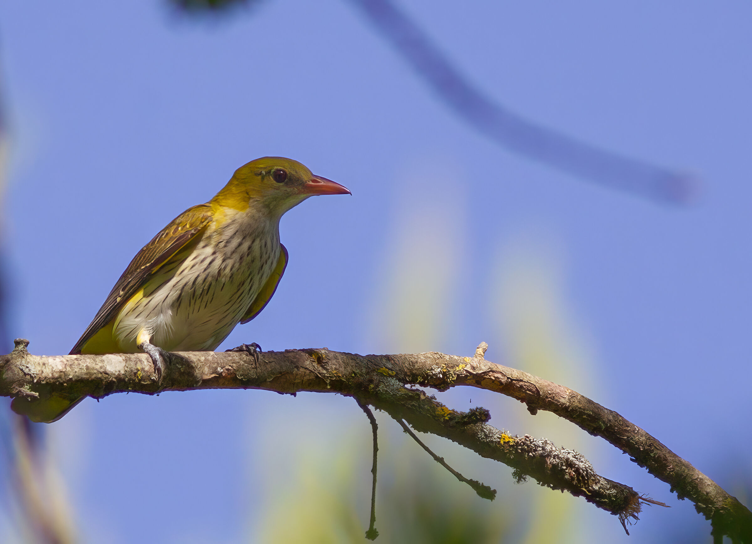 golden oriole