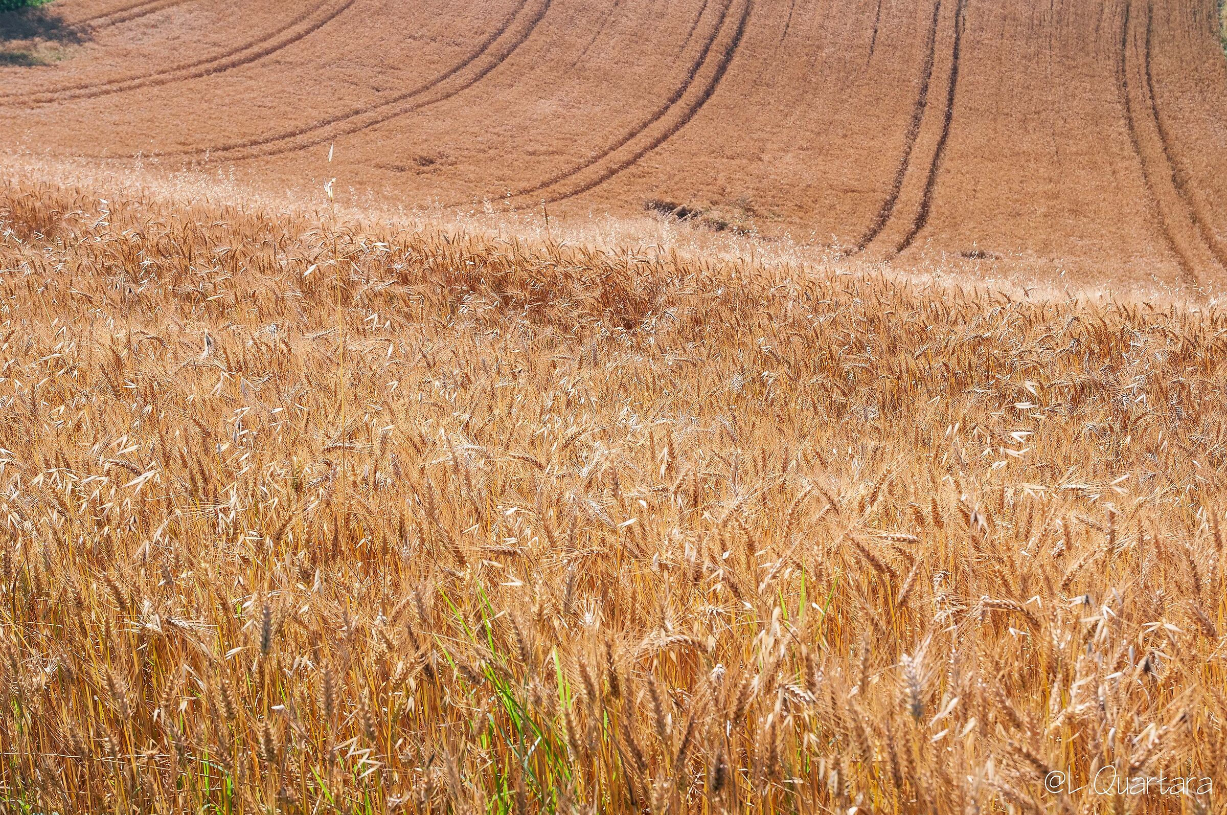 Campo di grano