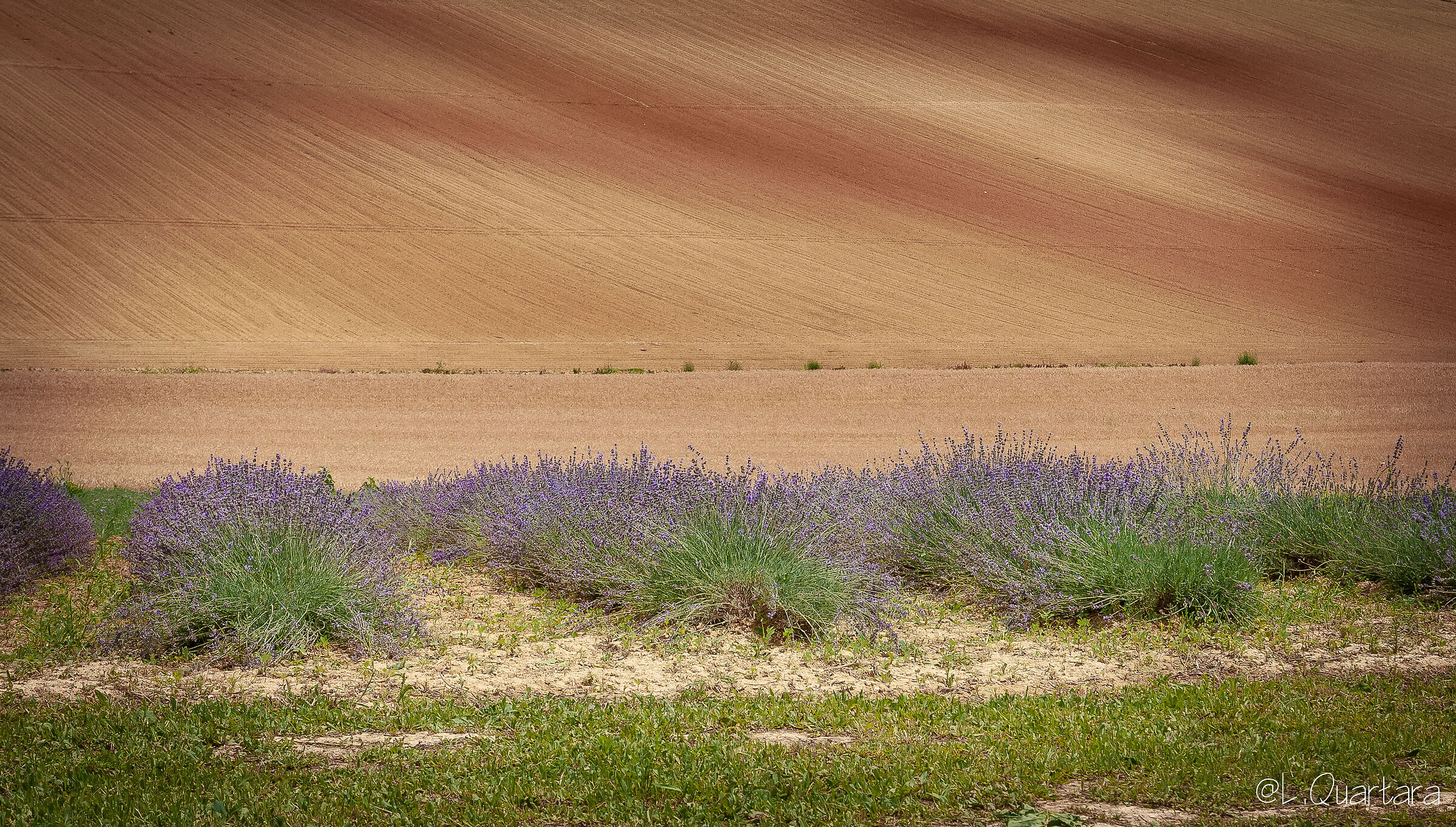 Campo di lavanda