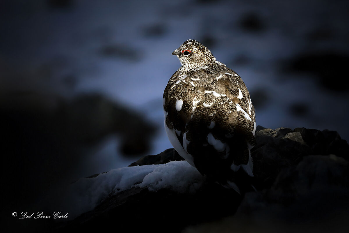 Ptarmigan