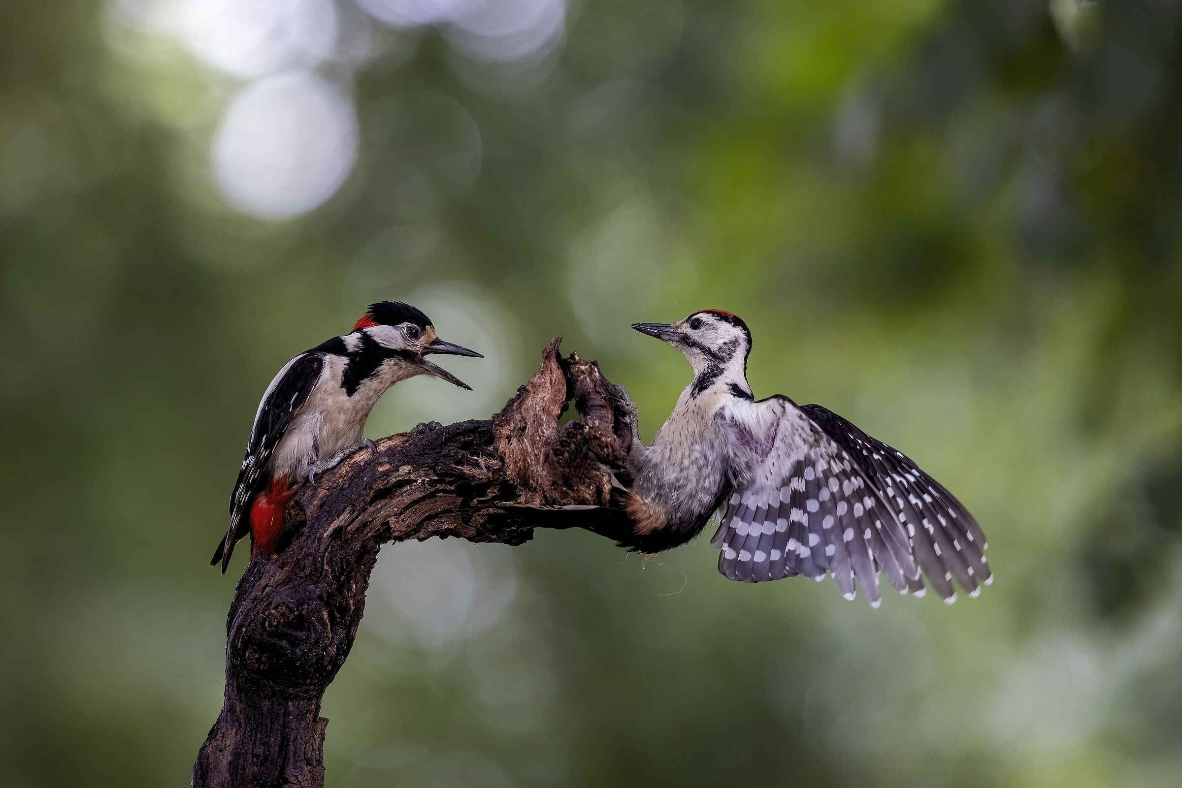 baruffa. Picchio rosso