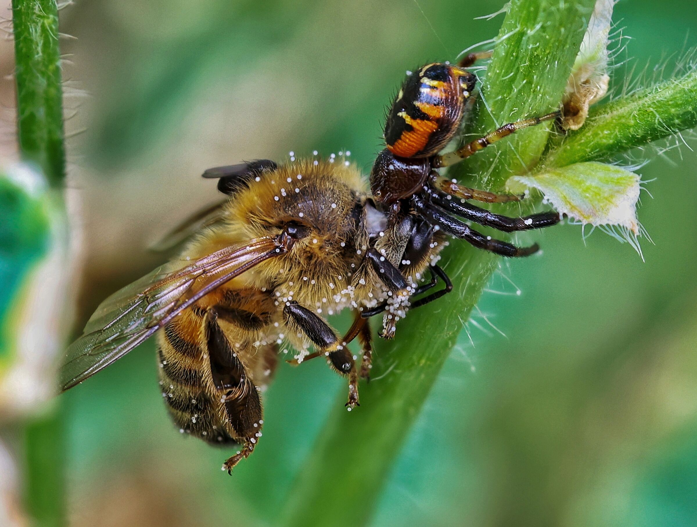 Synema globosum e Apis mellifera