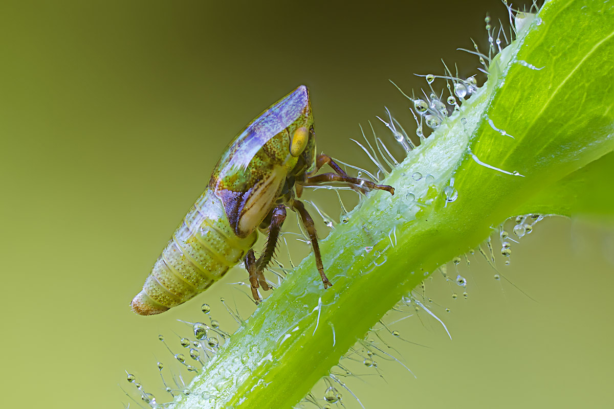 first focus stacking!