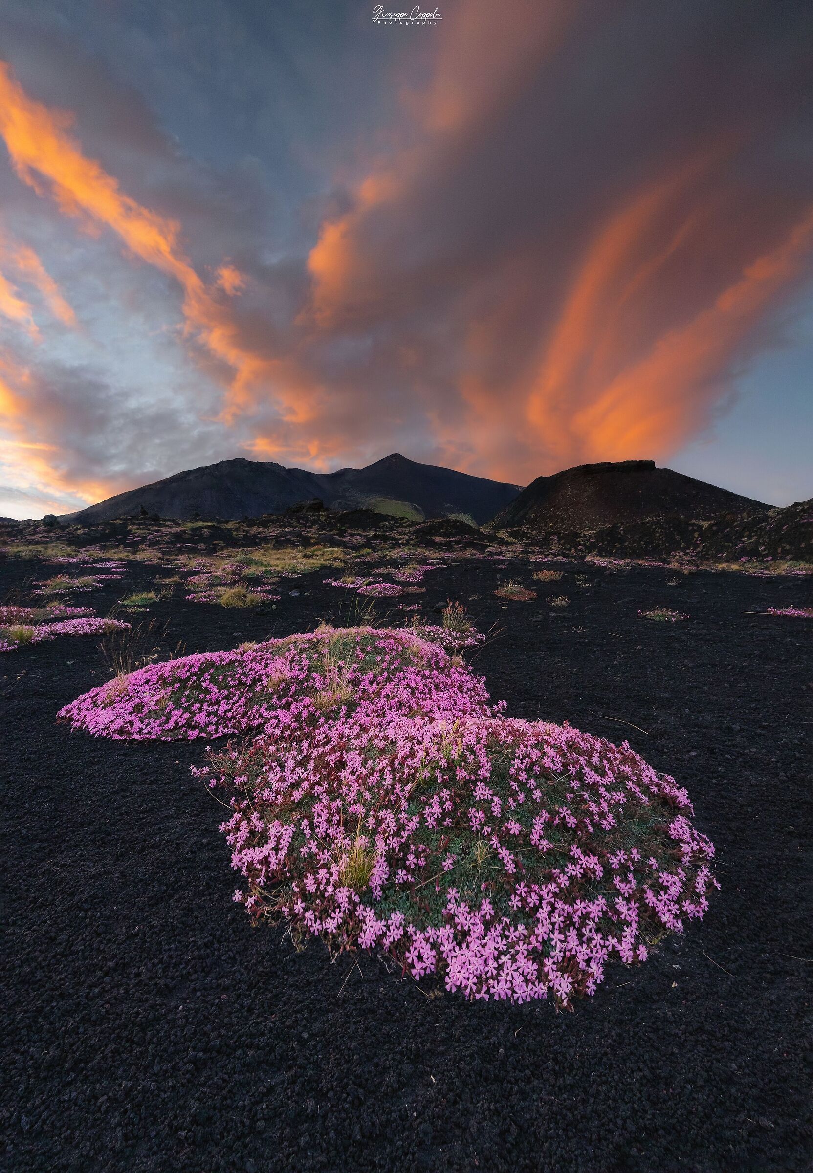 Saponaria Sicula - Erna