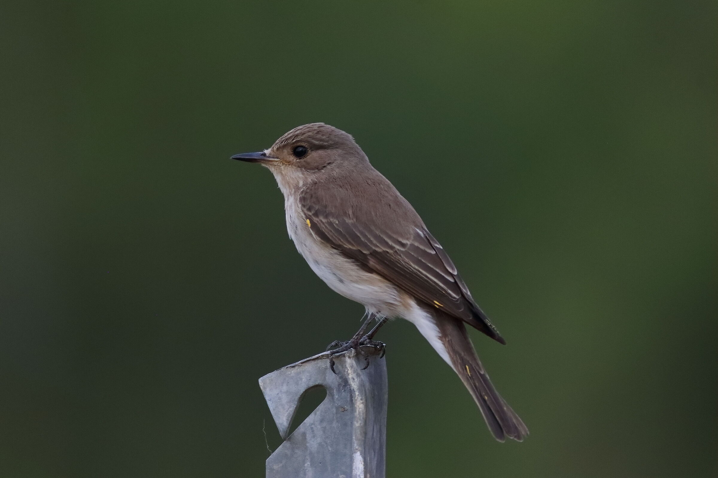 Flycatcher 15-06-2024 - 0067