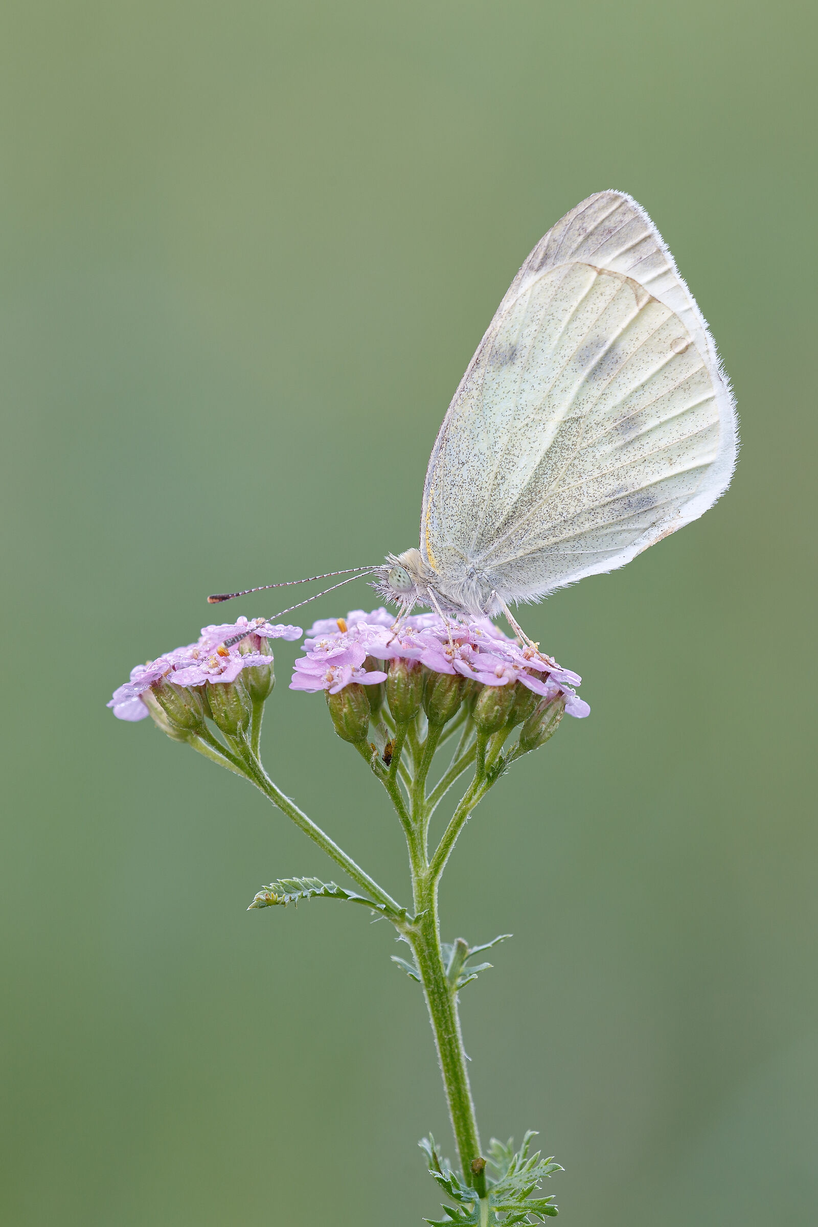 Pieris rapae