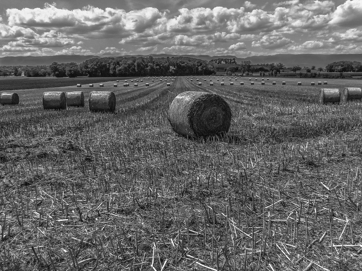 Geneva - Straw Rolls