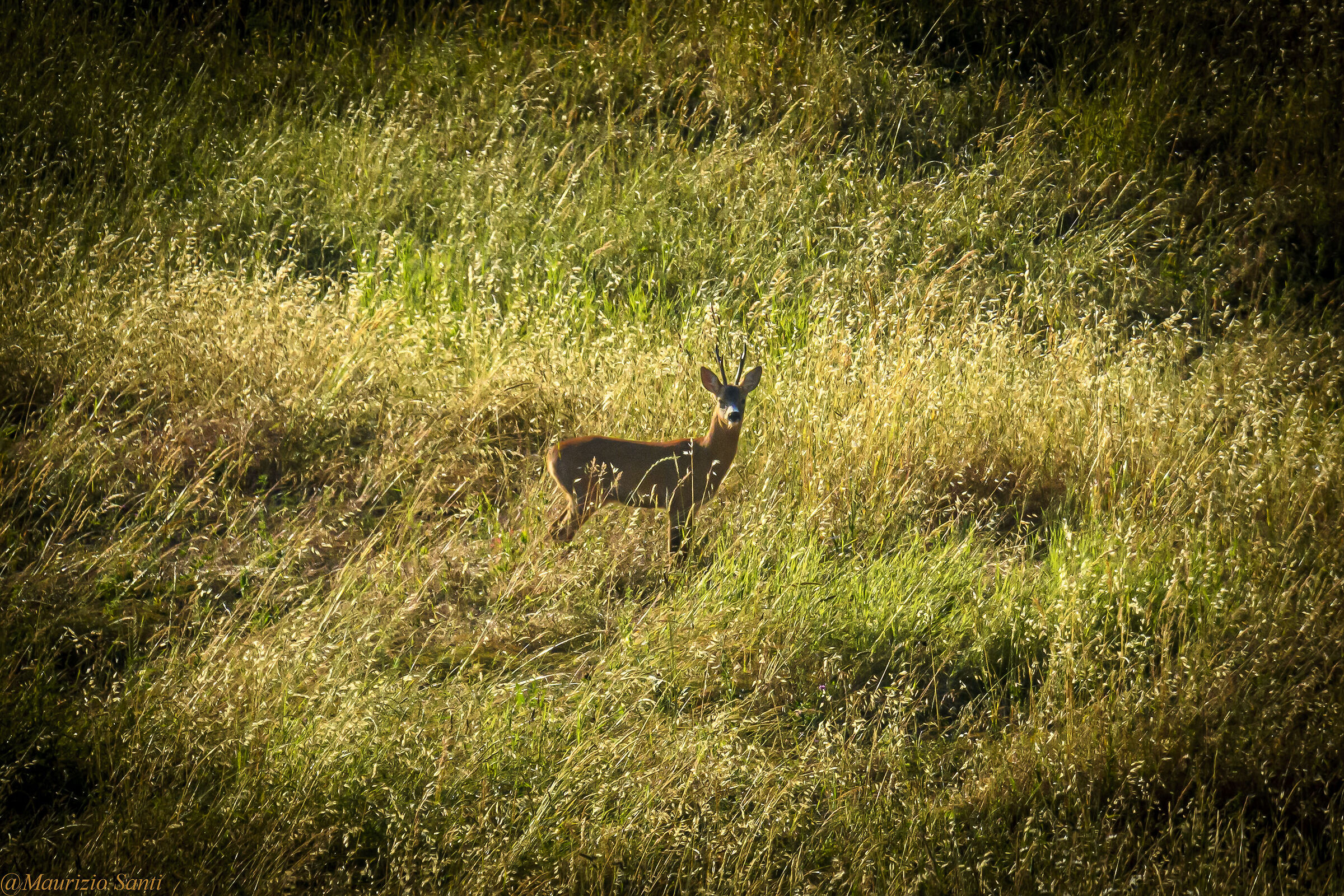 Solitary roe deer