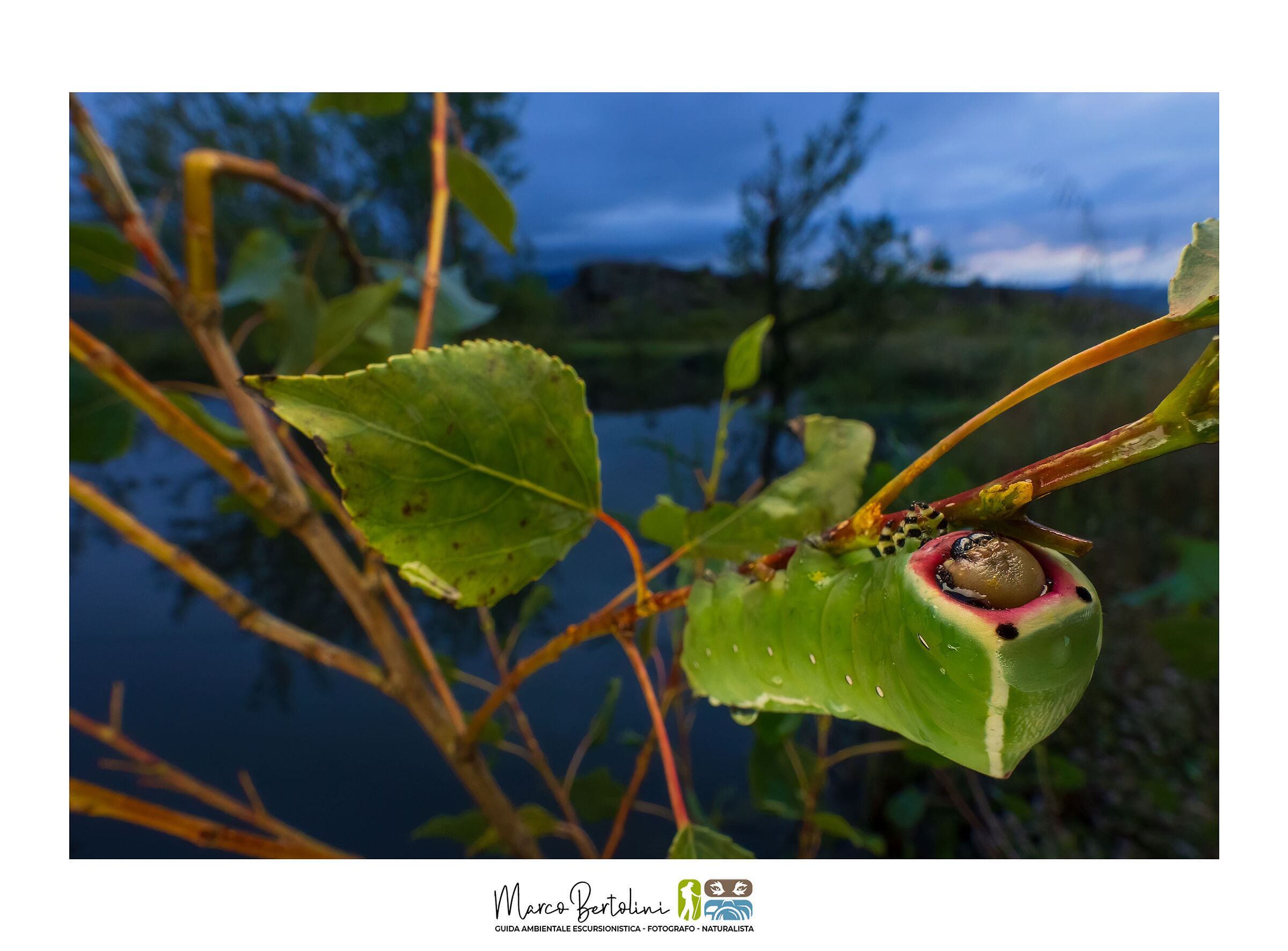 Beautiful caterpillars and where to find them!