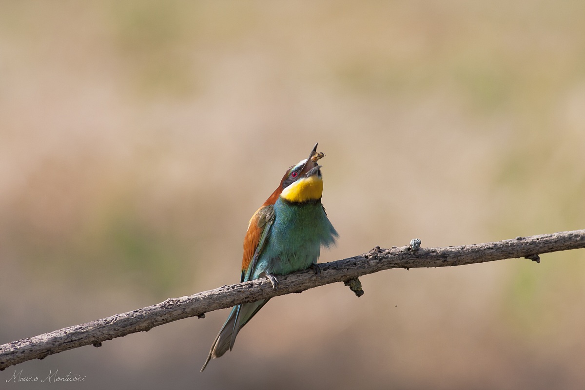 Bee-eater