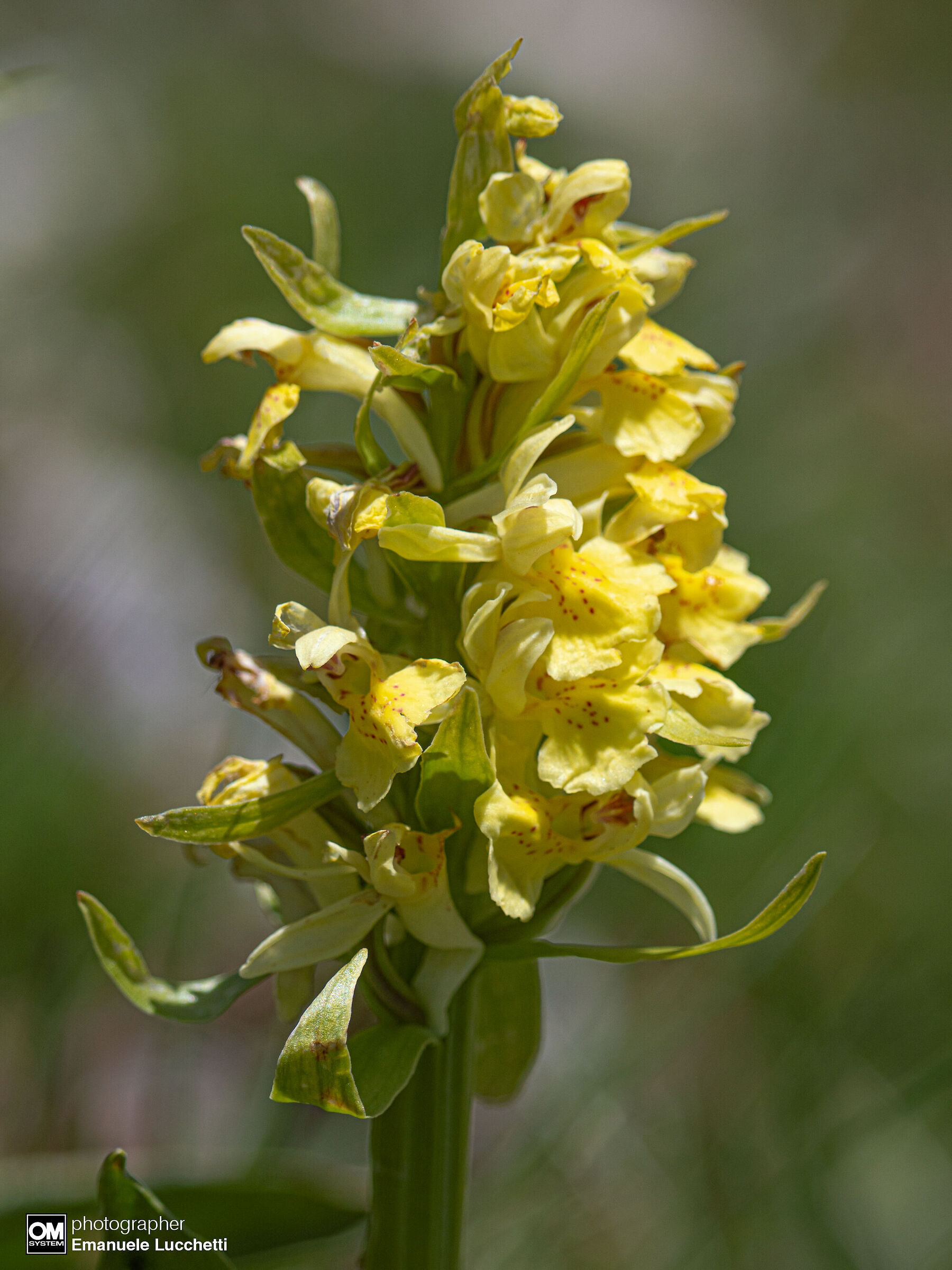 Orchidea sambucina (gialla)