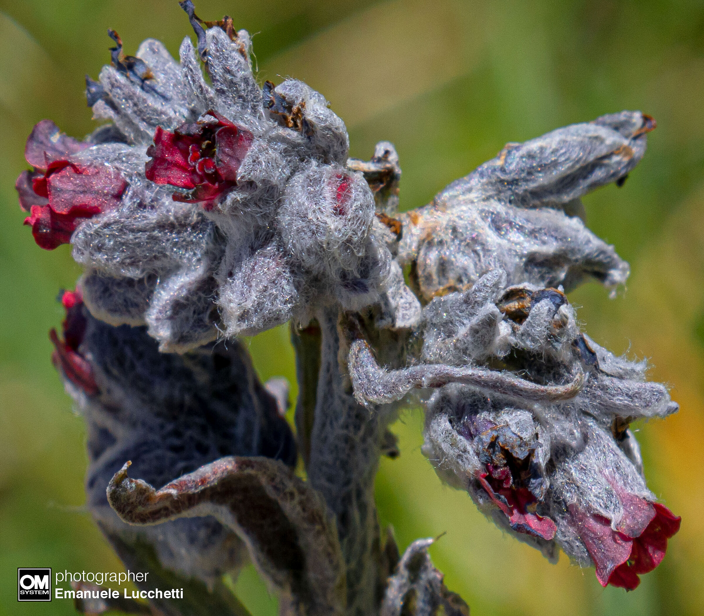 Lingua di cane della Majella