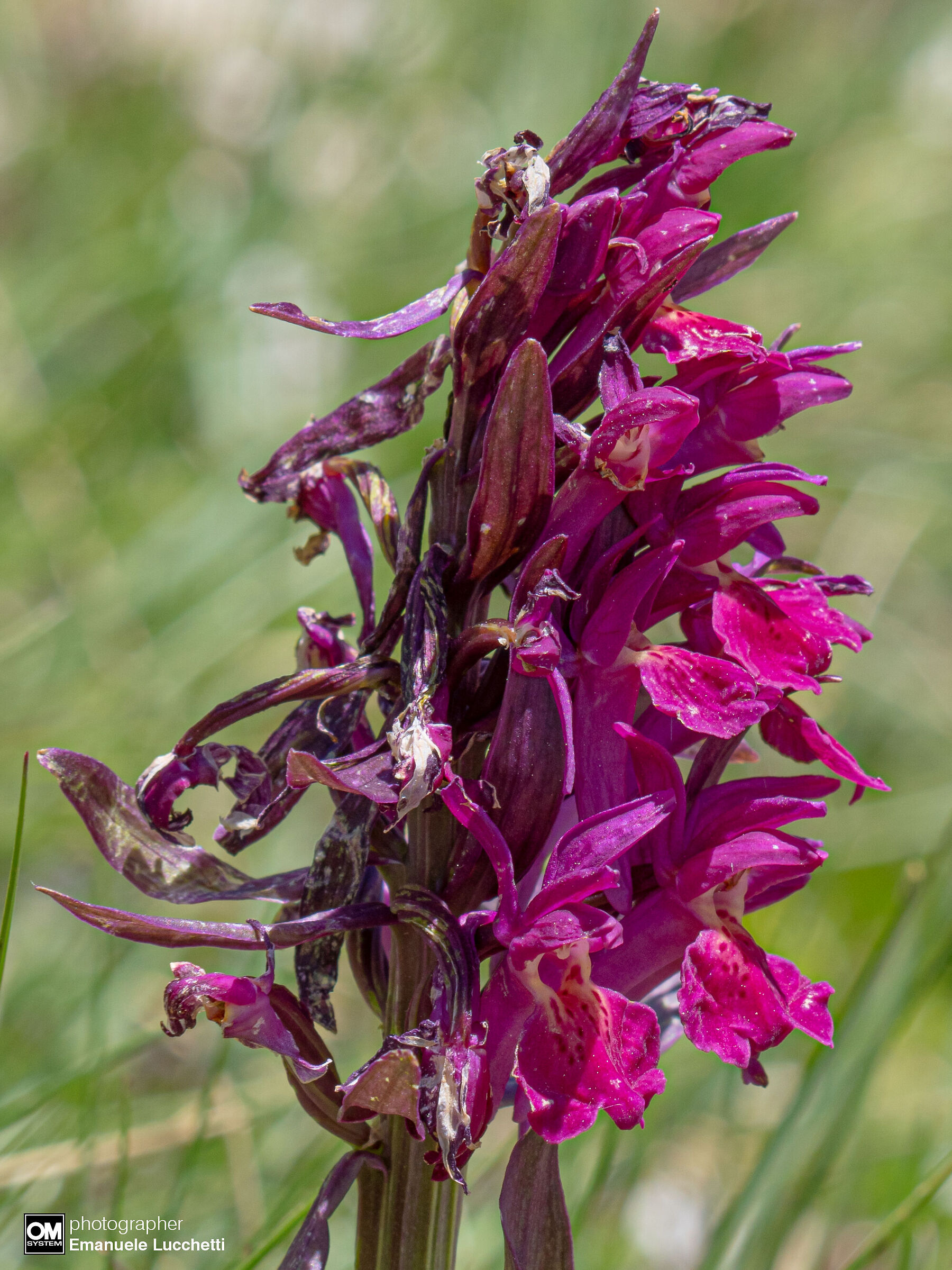 Orchidea sambucina (rossa)