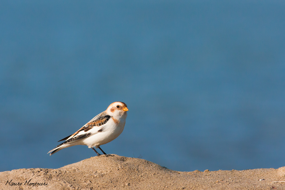 Snow Bunting